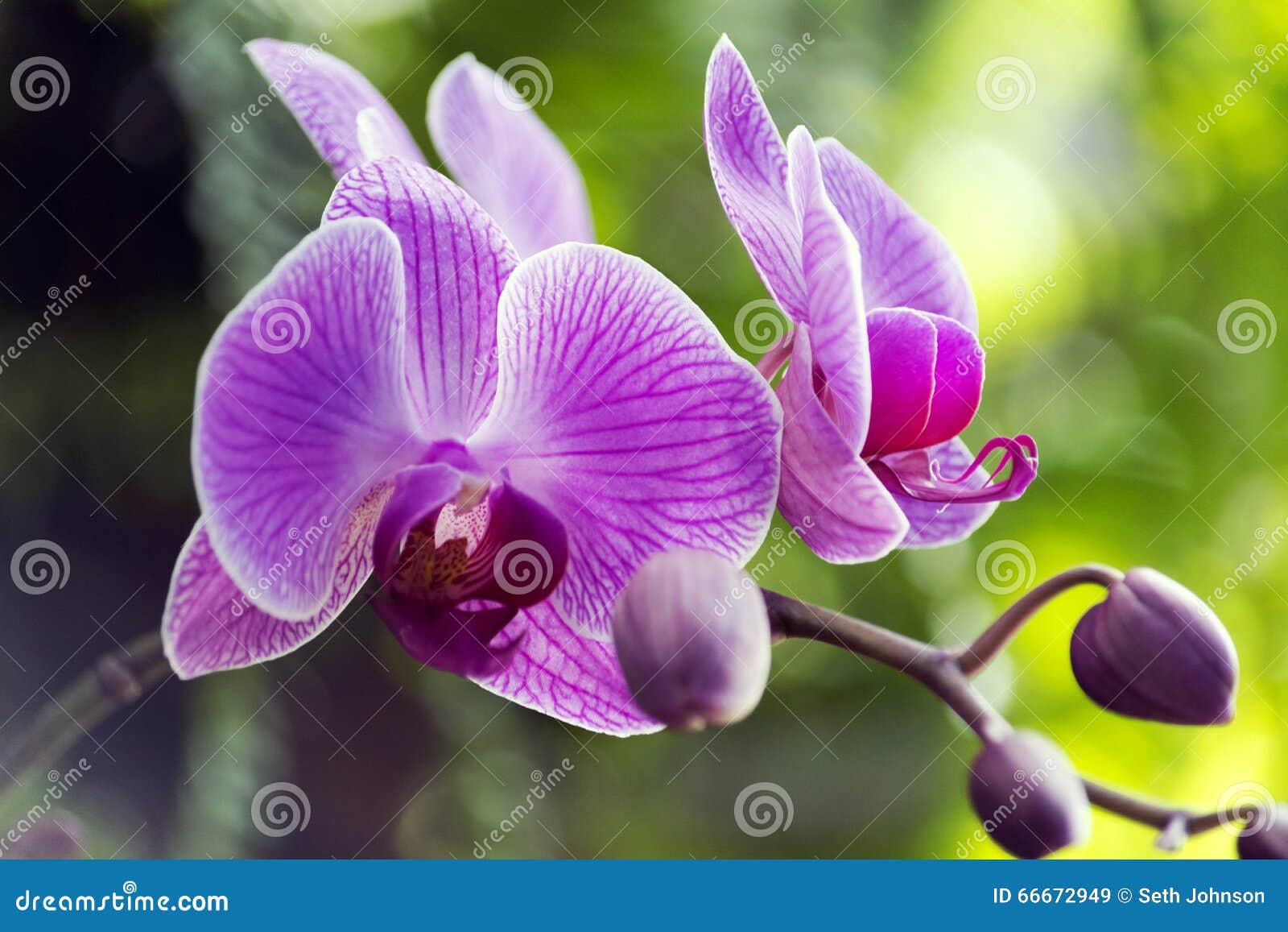 Everyday view stock image. Image of member, exotic, everyday 66672949