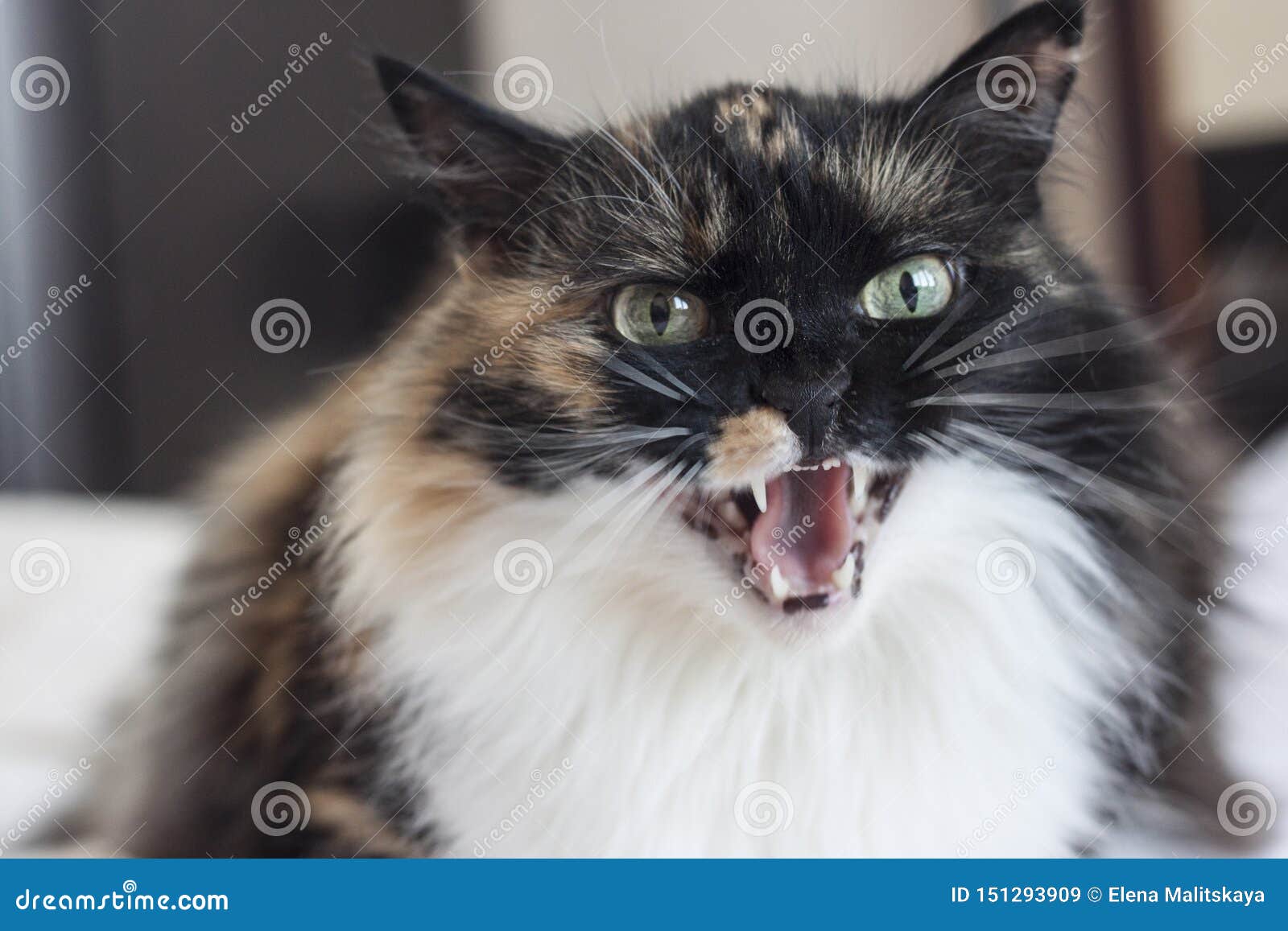 an evil beautiful tricolor cat bares its teeth