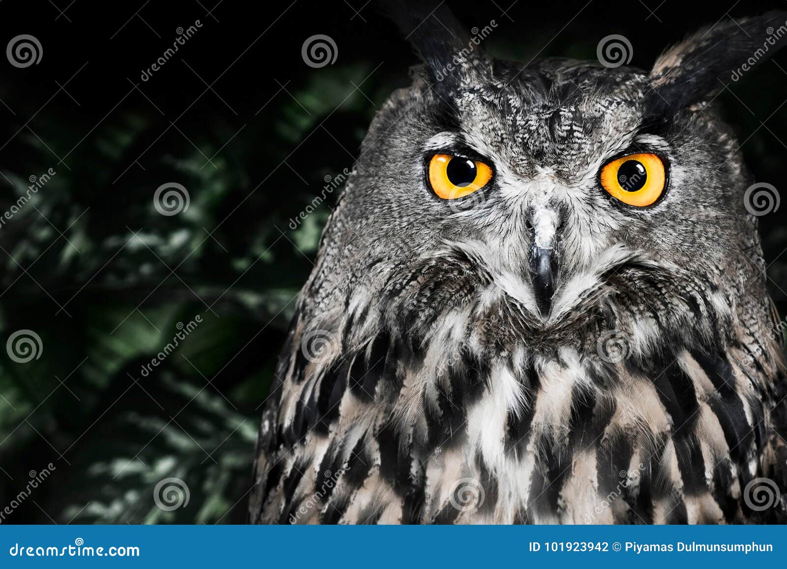 The Eagle Owl Of Evil Is Huge And Looks At You Snapping His Beak. Owl ...