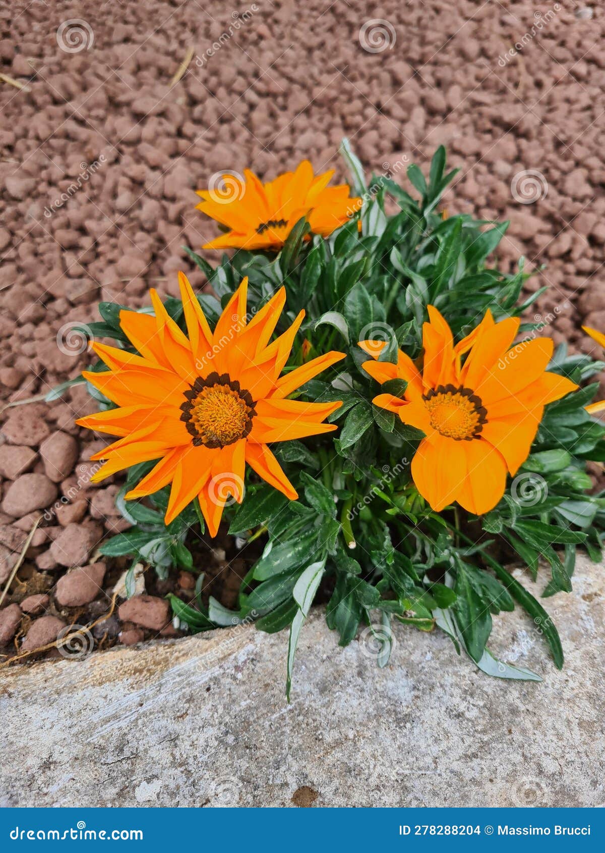 fiore arancione conosciuto come gazania strisciante o gazania (gazania rigens)