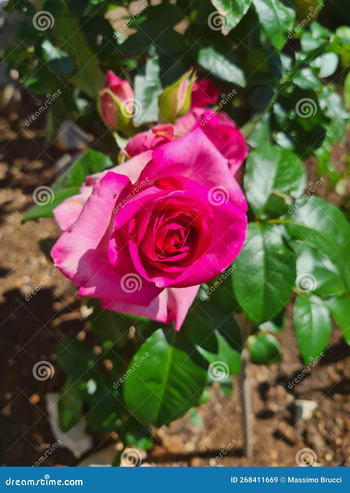 closeup of rosa rosa cinese o rosa chinensis