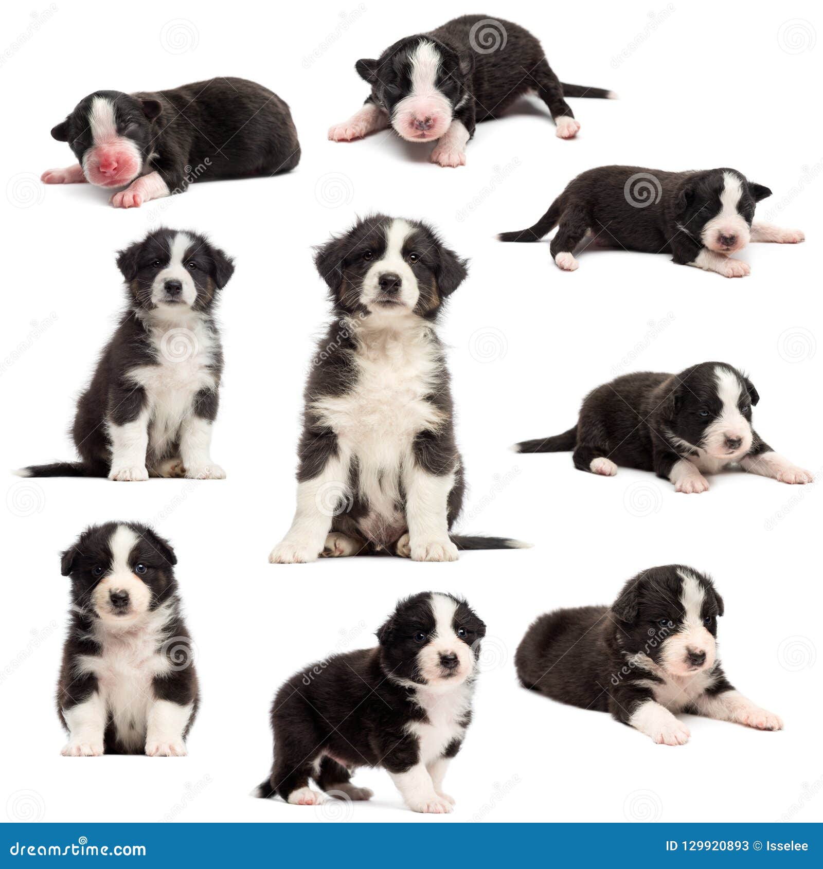 Evolution Of An Australian Shepherd Puppy 1 Days To 2 Months Old Stock Image Image Of Animal People