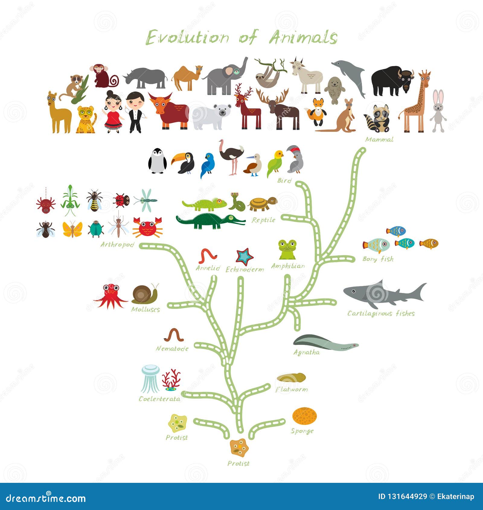 Evolution in Biology, Scheme Evolution of Animals Isolated on White  Background. Children S Education, Science Stock Vector - Illustration of  development, history: 131644929