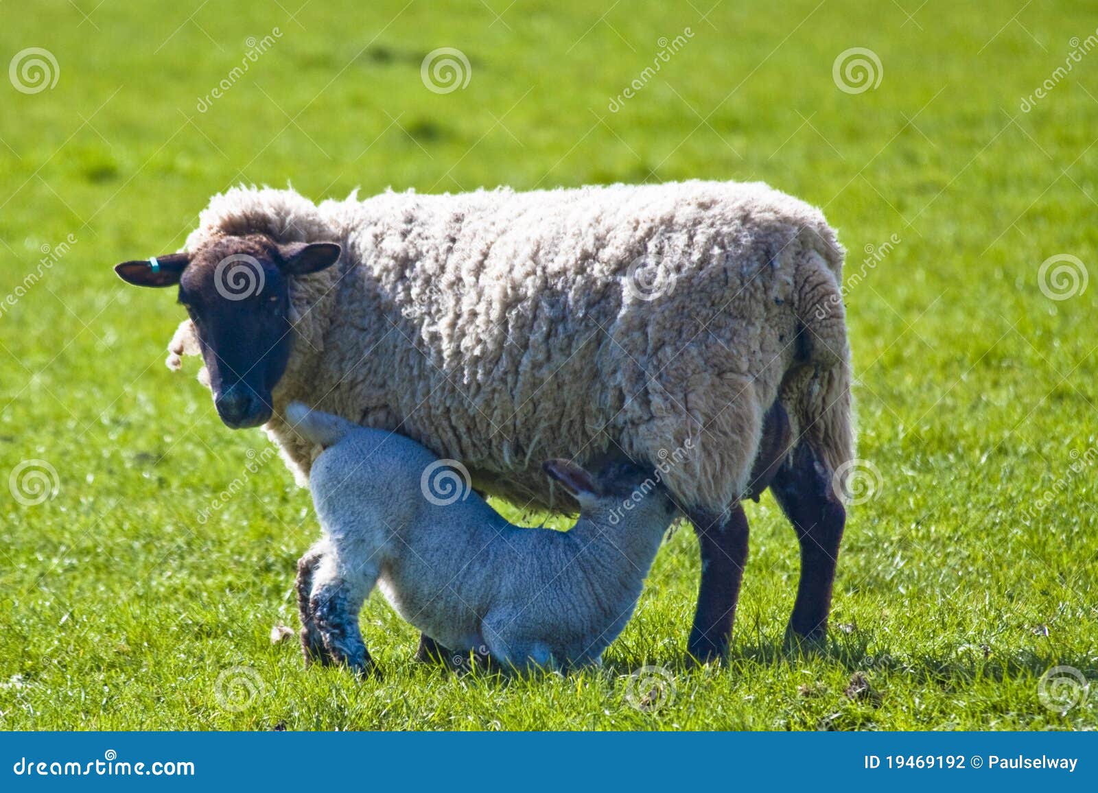 ewe feeding lamb