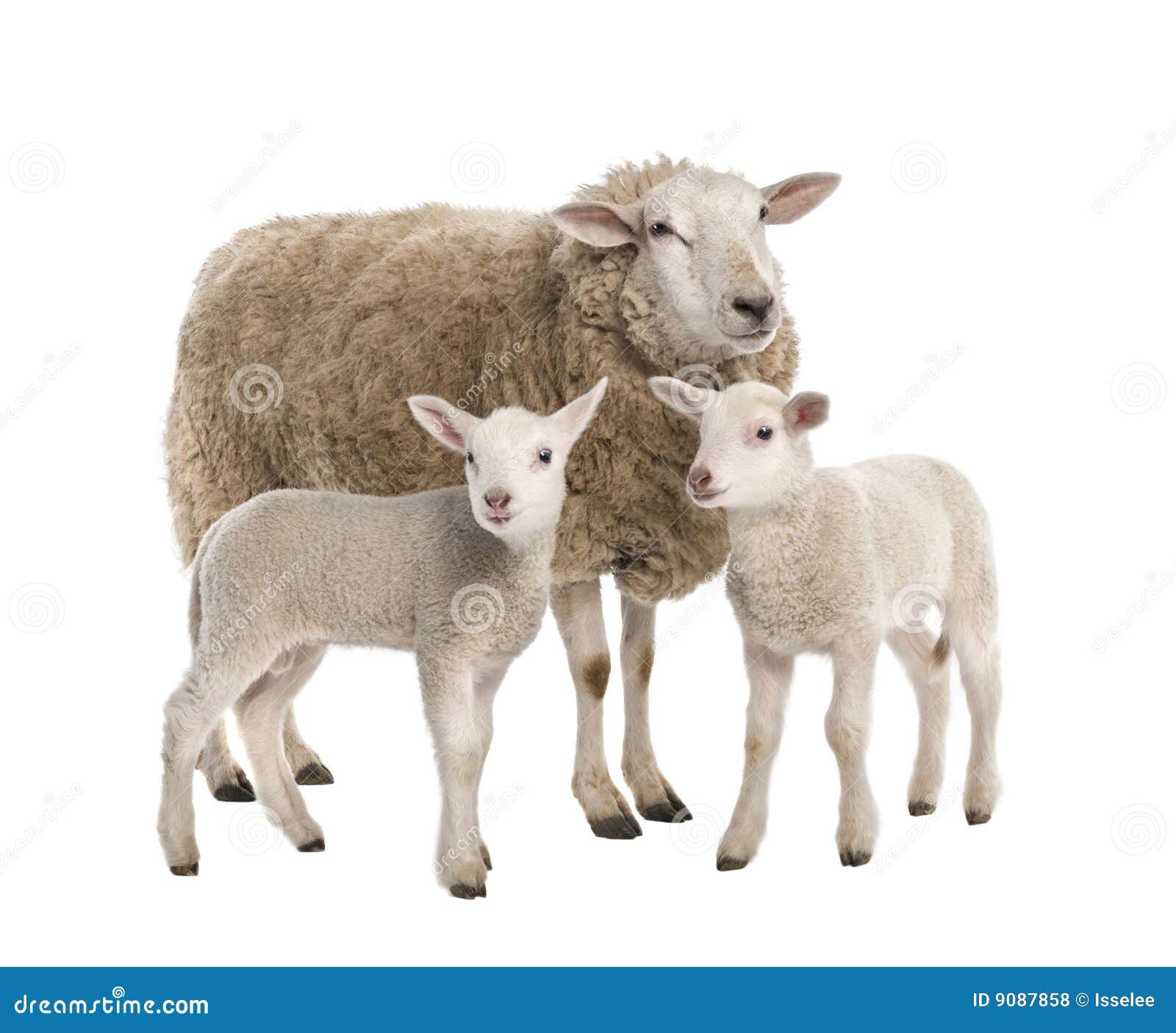 a ewe with her two lambs