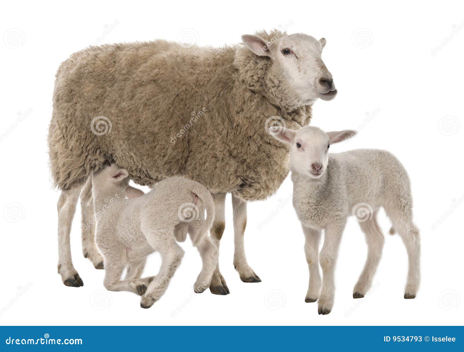 a ewe with her two lambs, one is suckling