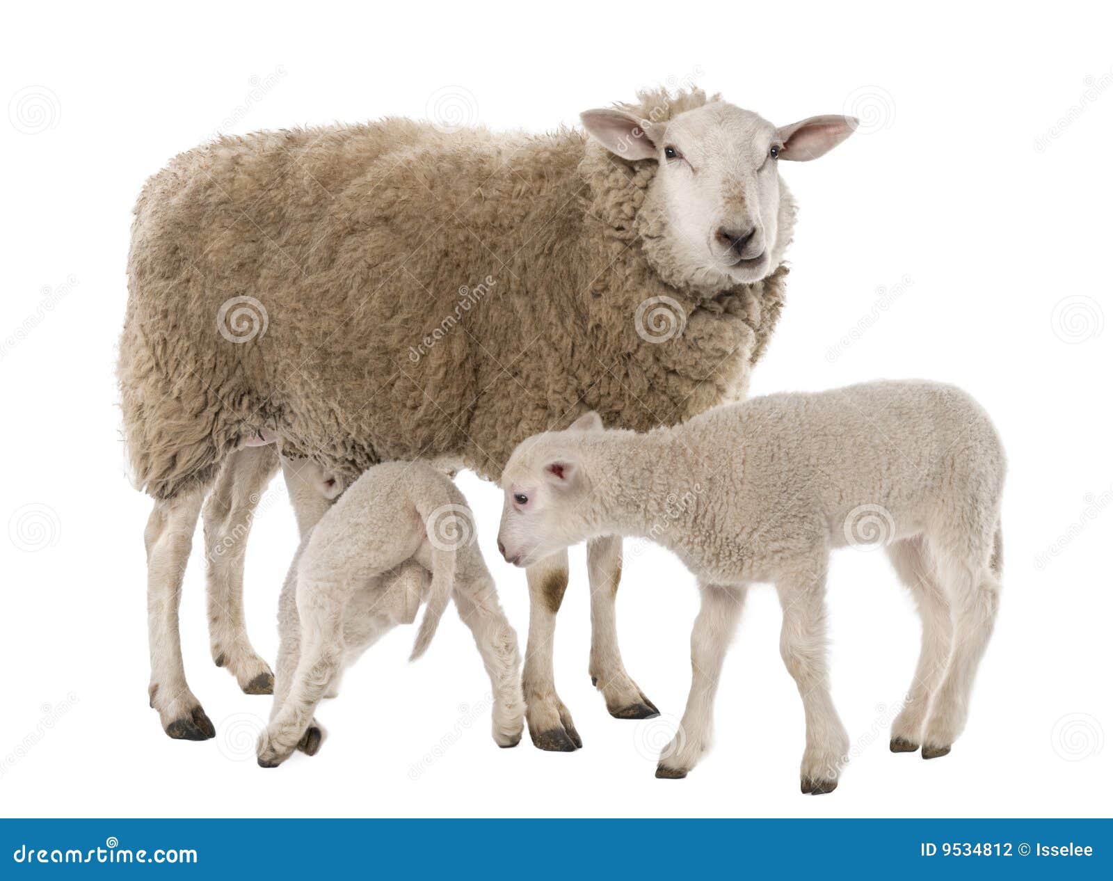 a ewe with her two lambs, one is suckling