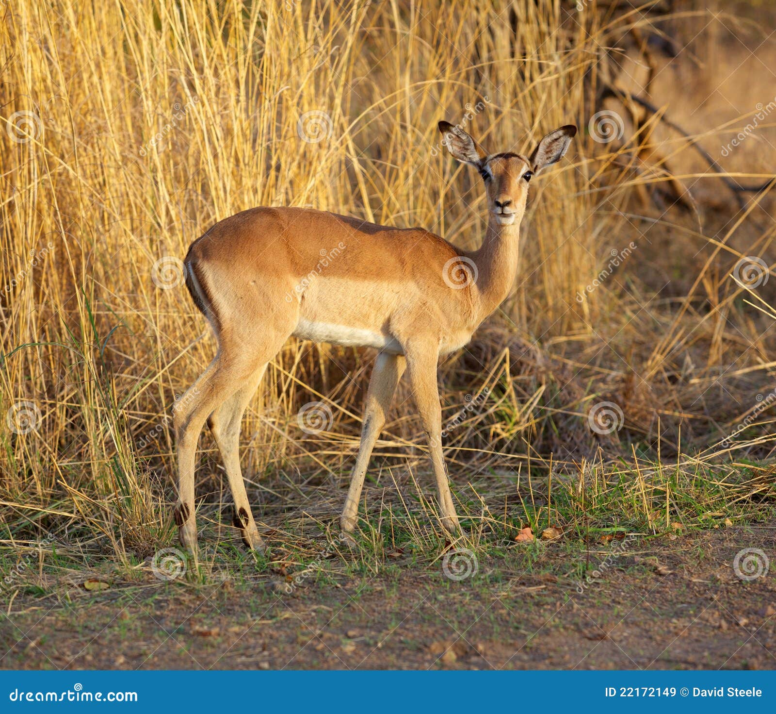 Aepyceros Africa ewe impala kruger melampus park narodowy południe