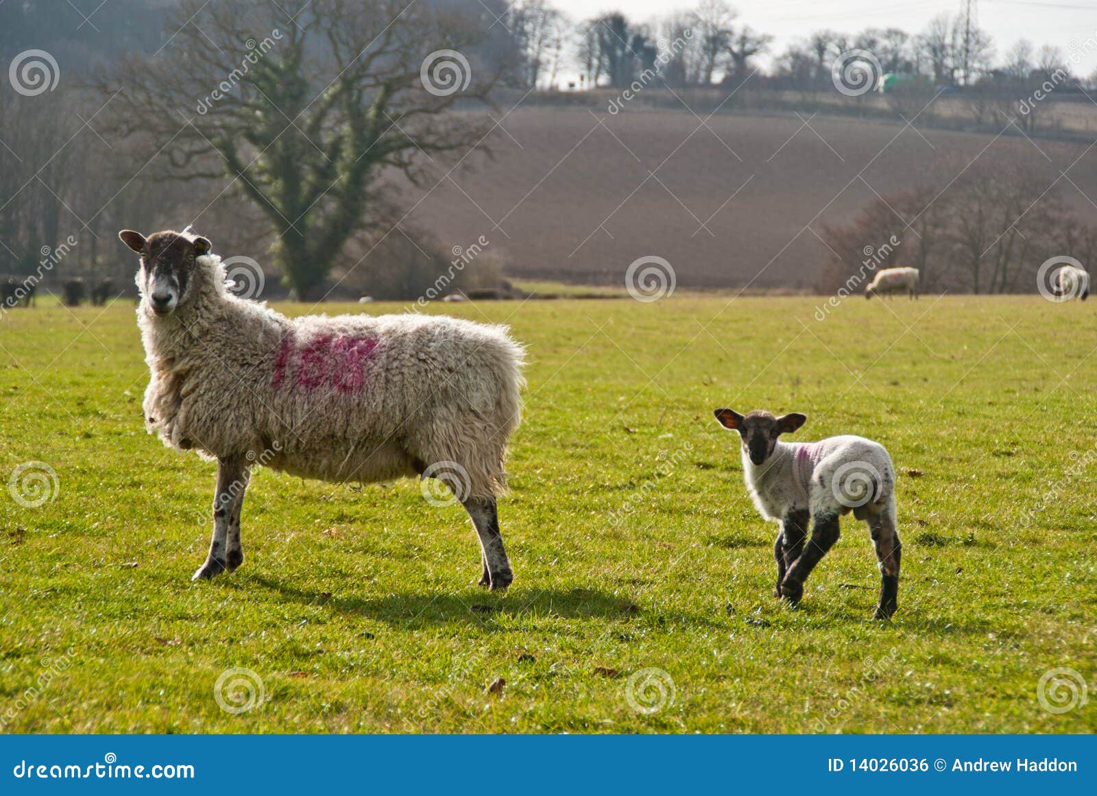 Ewe and lamb stock photo. Image of meadow, together, agriculture 14026036