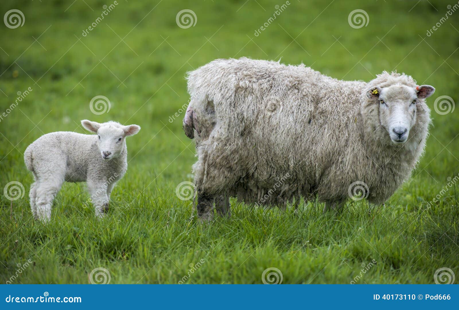 ewe and lamb in field