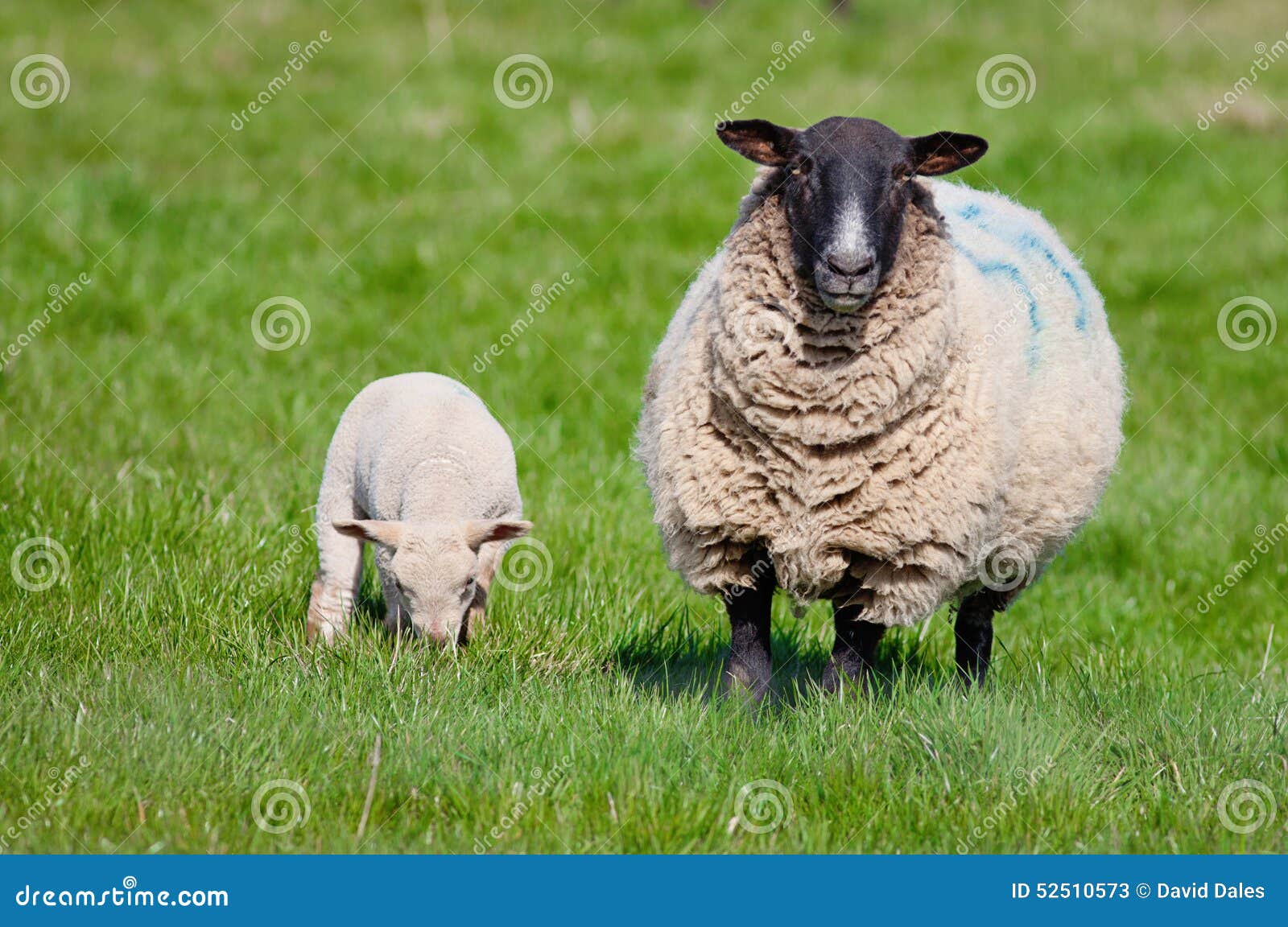 Ewe with newborn lamb stock image. Image of countryside 52510573