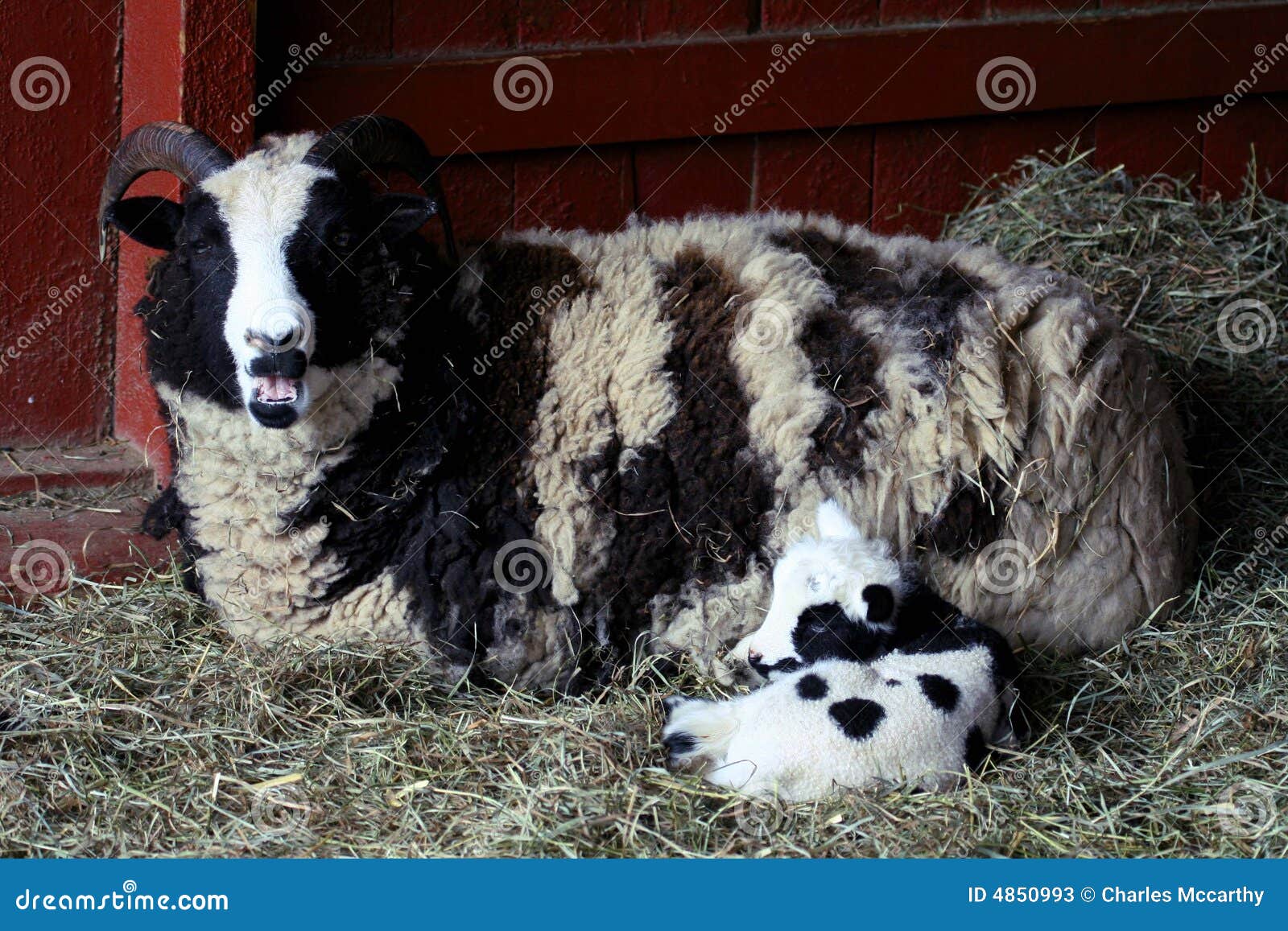 ewe sheep with baby lamb