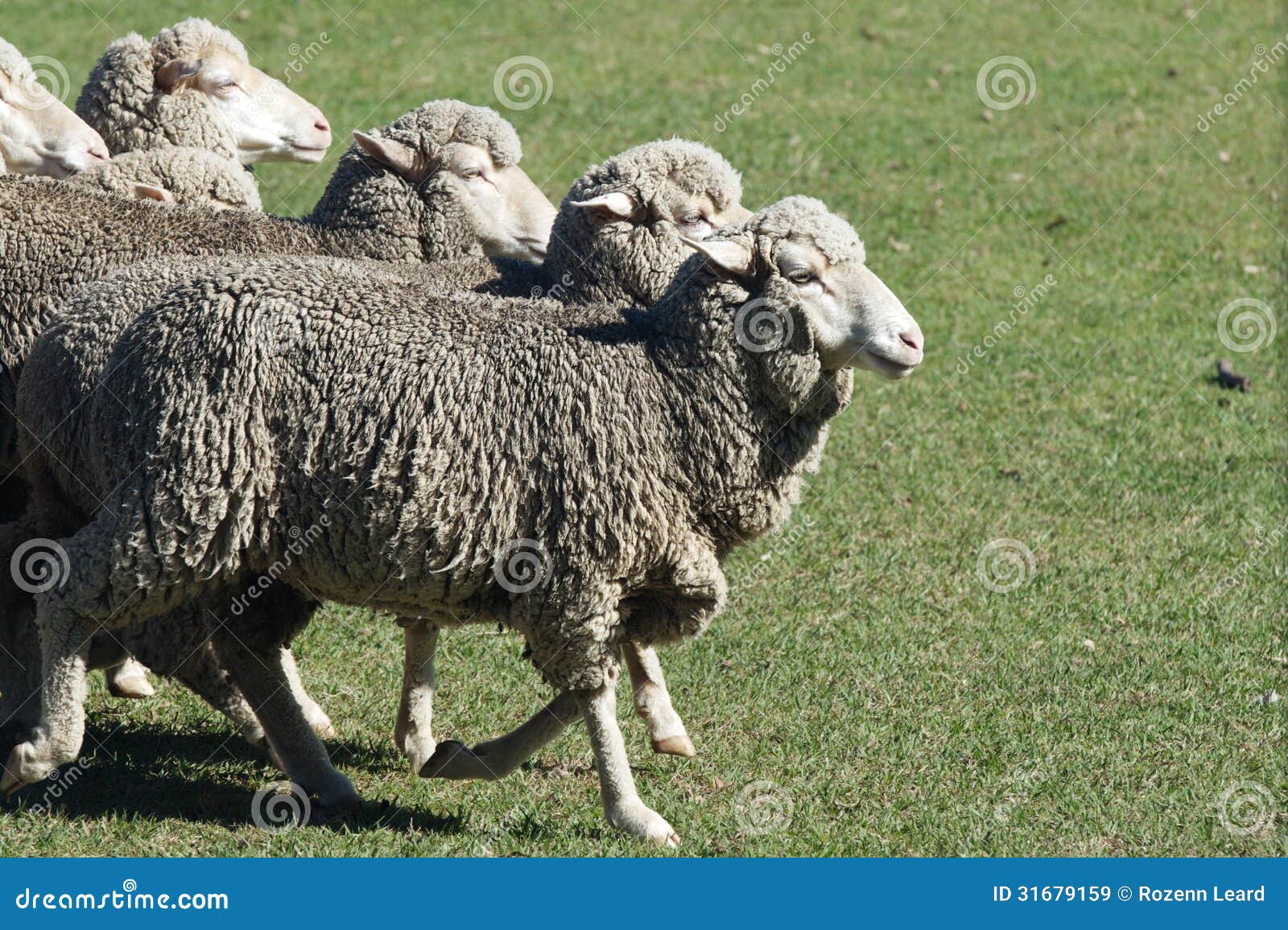 ewe sheep