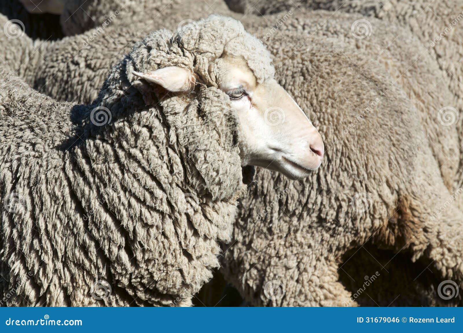 ewe sheep
