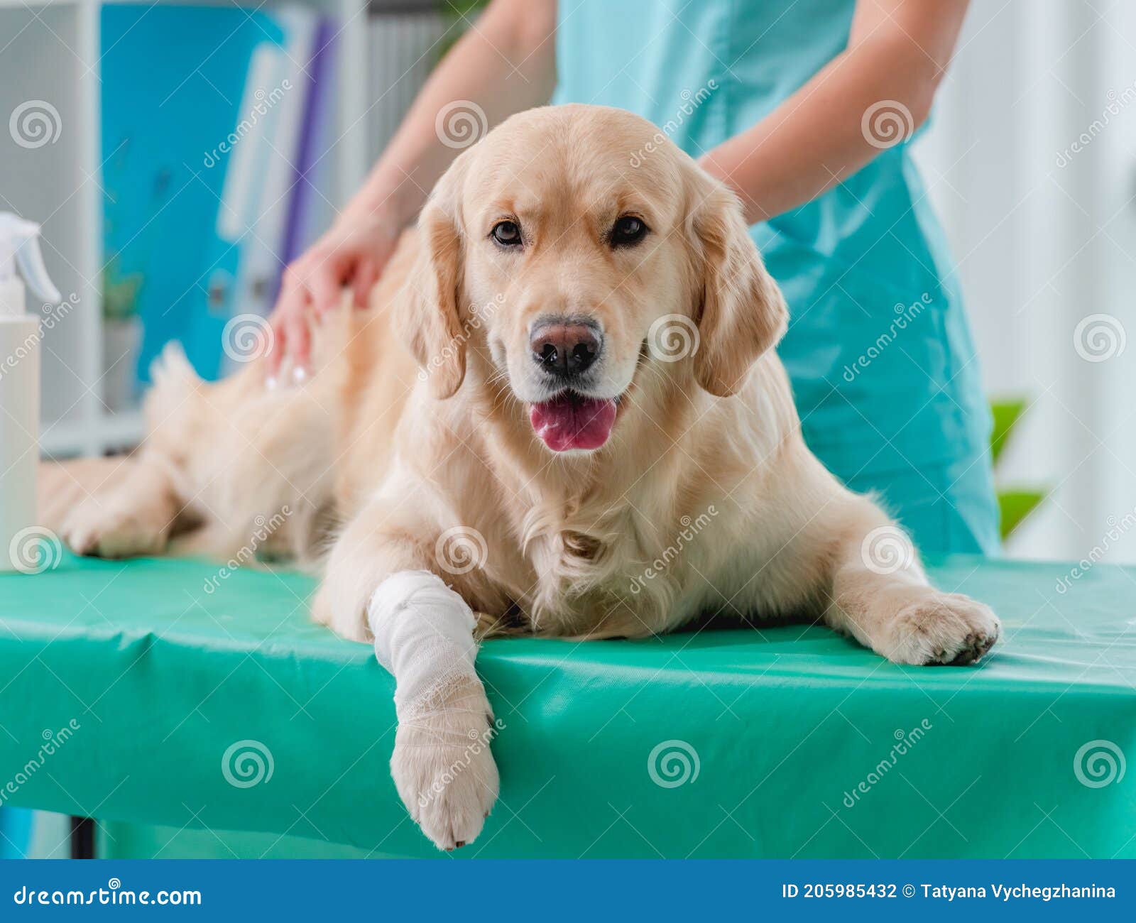 Examen De Chien De Golden Retriever Dans La Clinique Vétérinaire Photo  stock - Image du labrador, animal: 205985432
