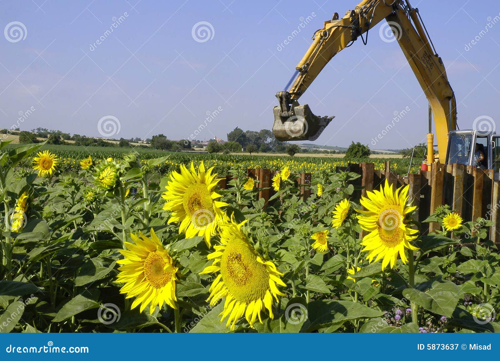 Excavator and sunflowers. Excavator in a field of sunflowers with clear blue sky.