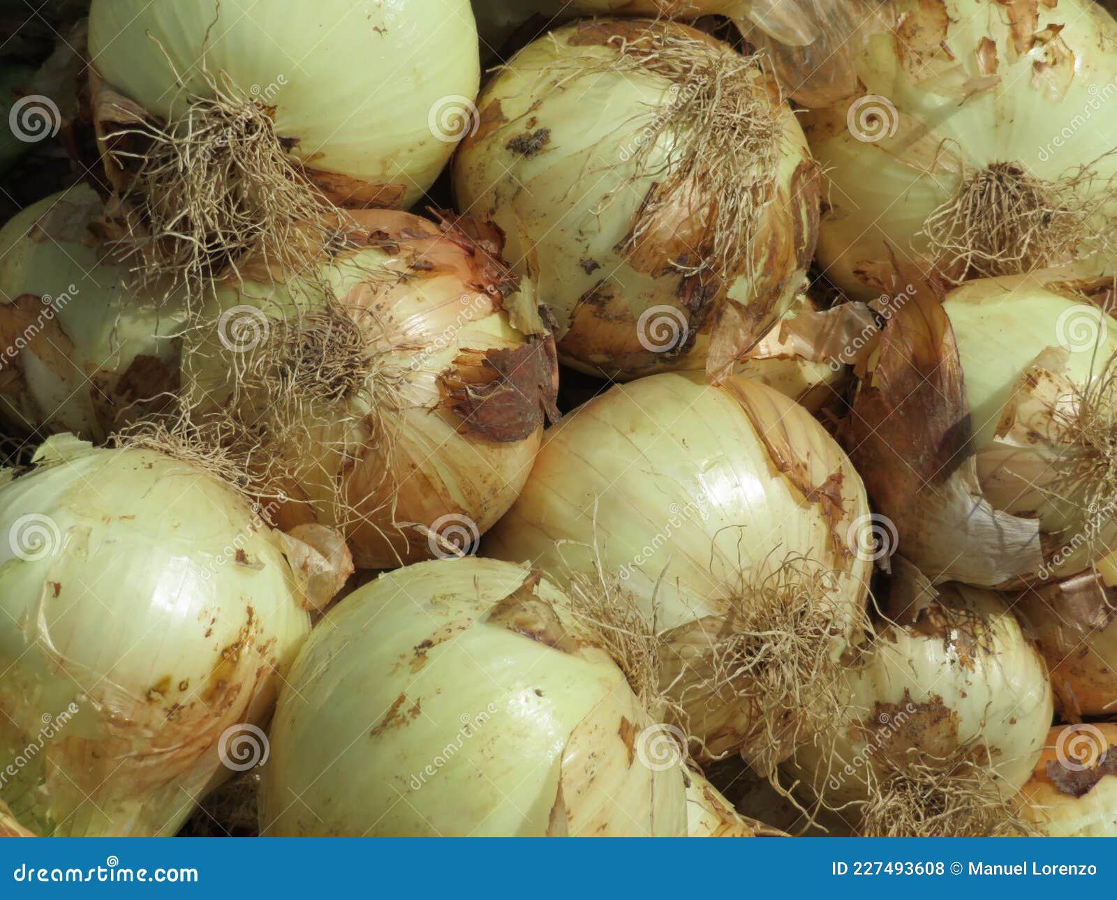 excellent natural onions tasty aromatic fat cooking spices