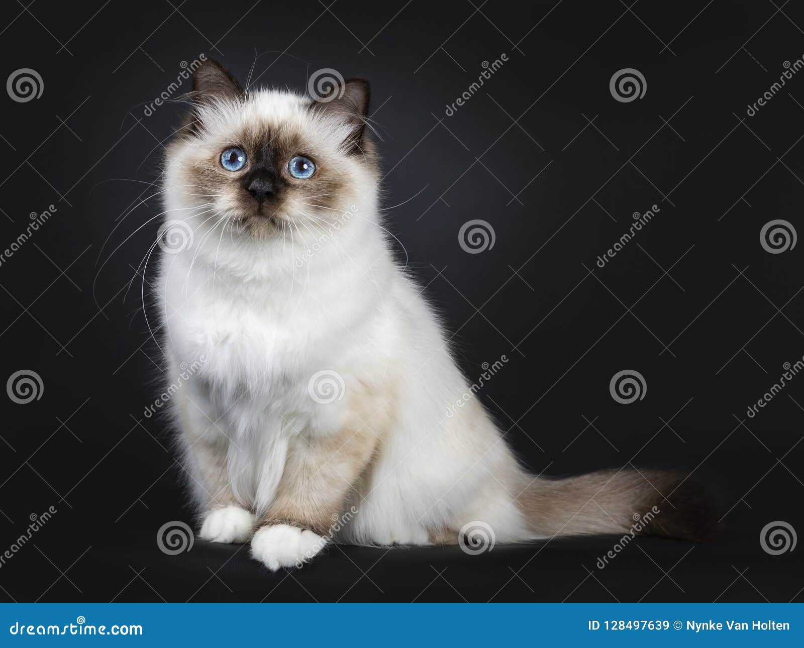 Beautiful Tabby Point Sacred Birman Cat Kitten, Isolated on Black ...