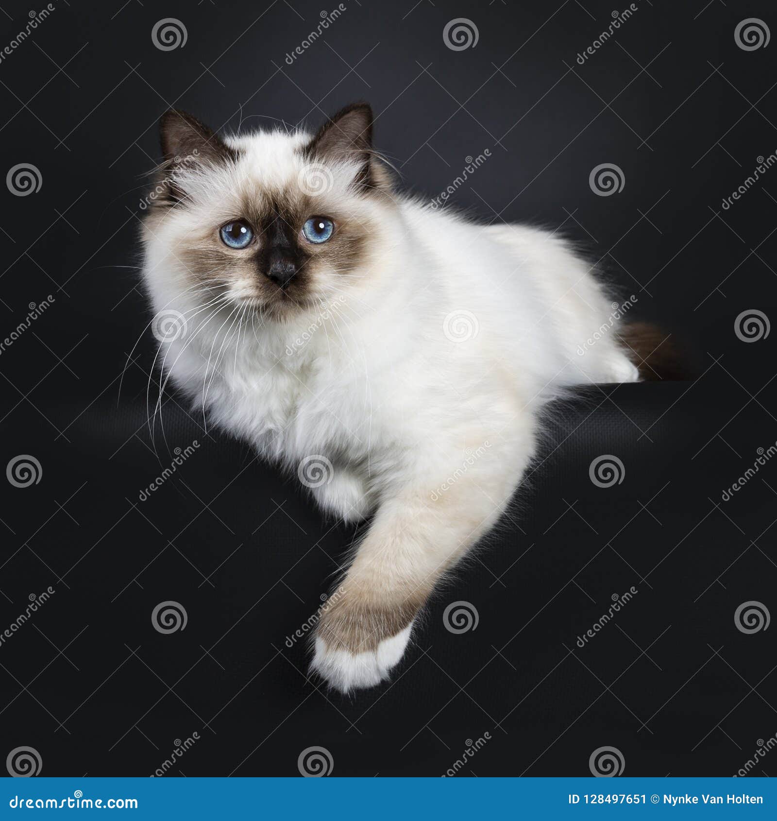 Beautiful Tabby Point Sacred Birman Cat Kitten, Isolated on Black ...