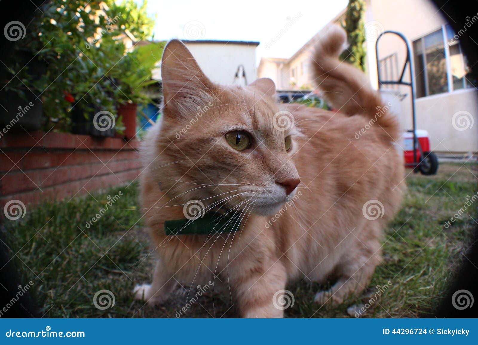 Excited cat stock photo. Image of excited, meow, animal 44296724