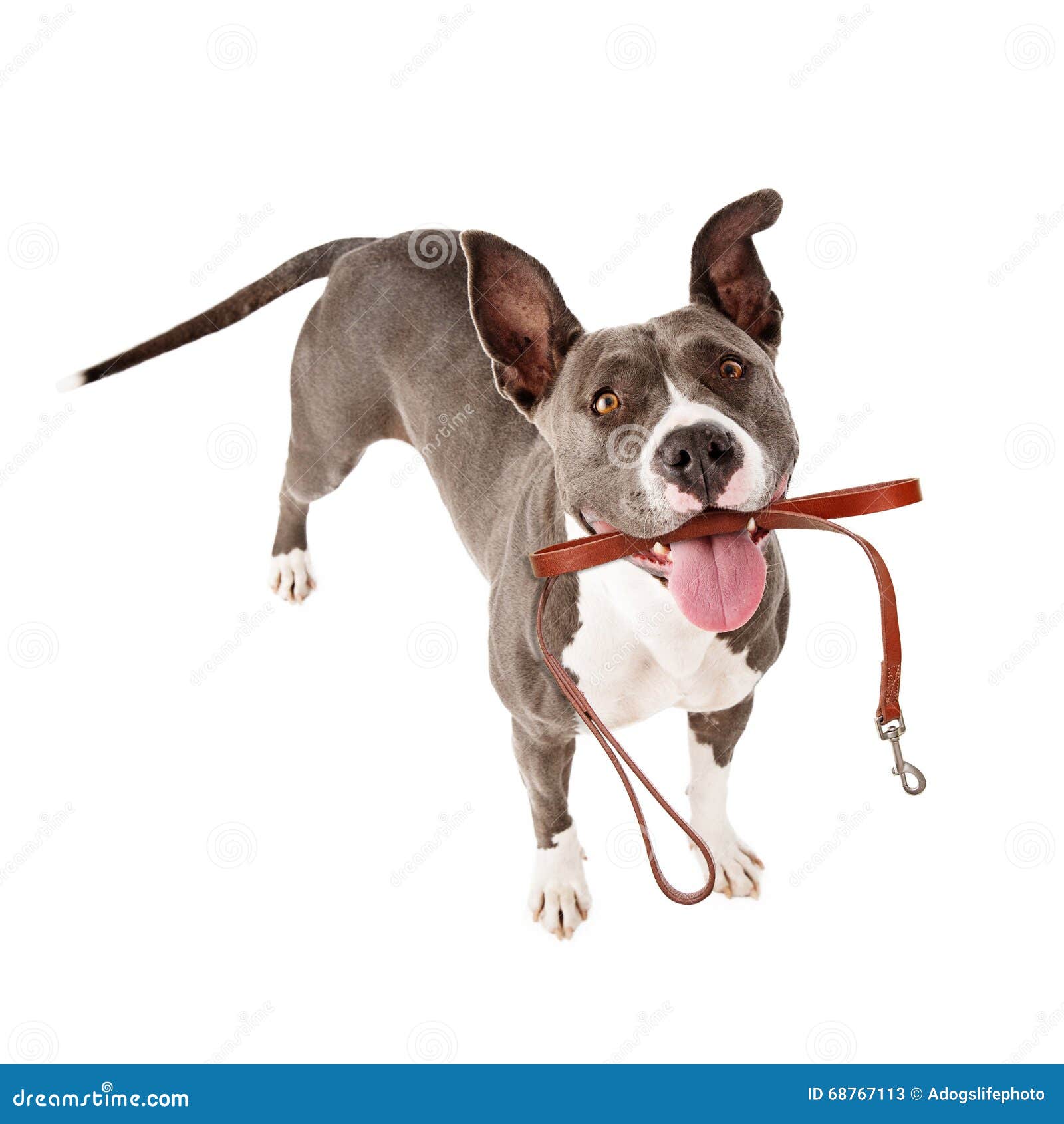 excited dog with leash ready for walk