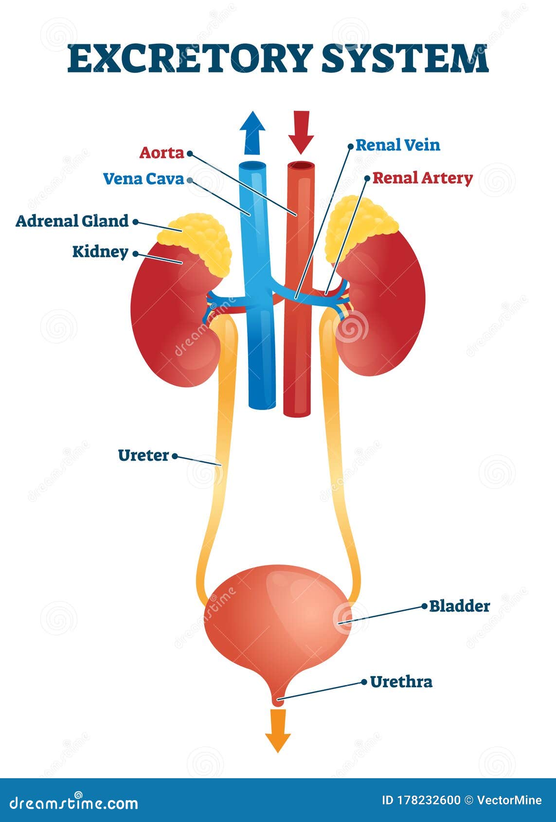 excretory system  . labeled educational organs diagram.