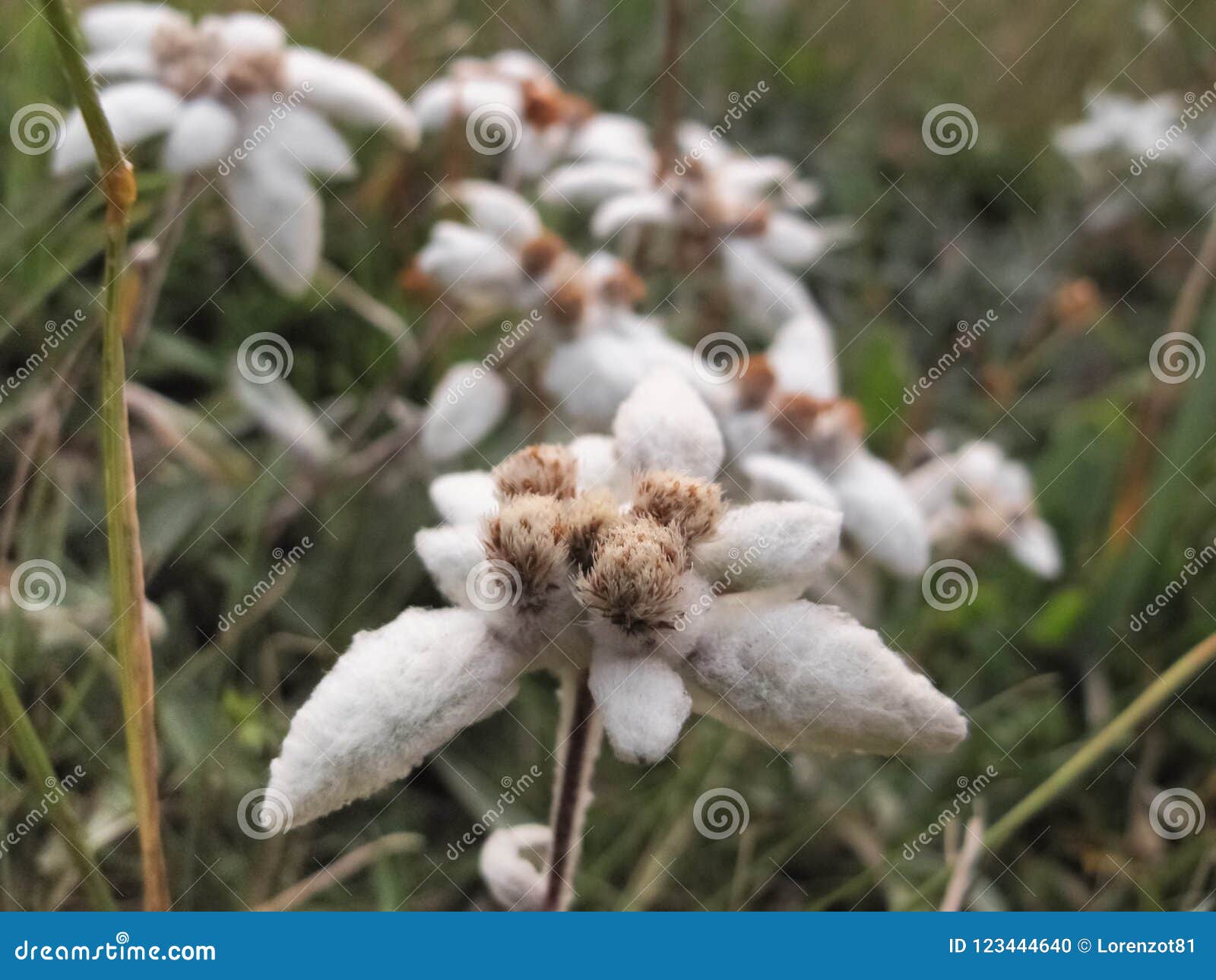 exemplar of alpine edelweiss on its environment