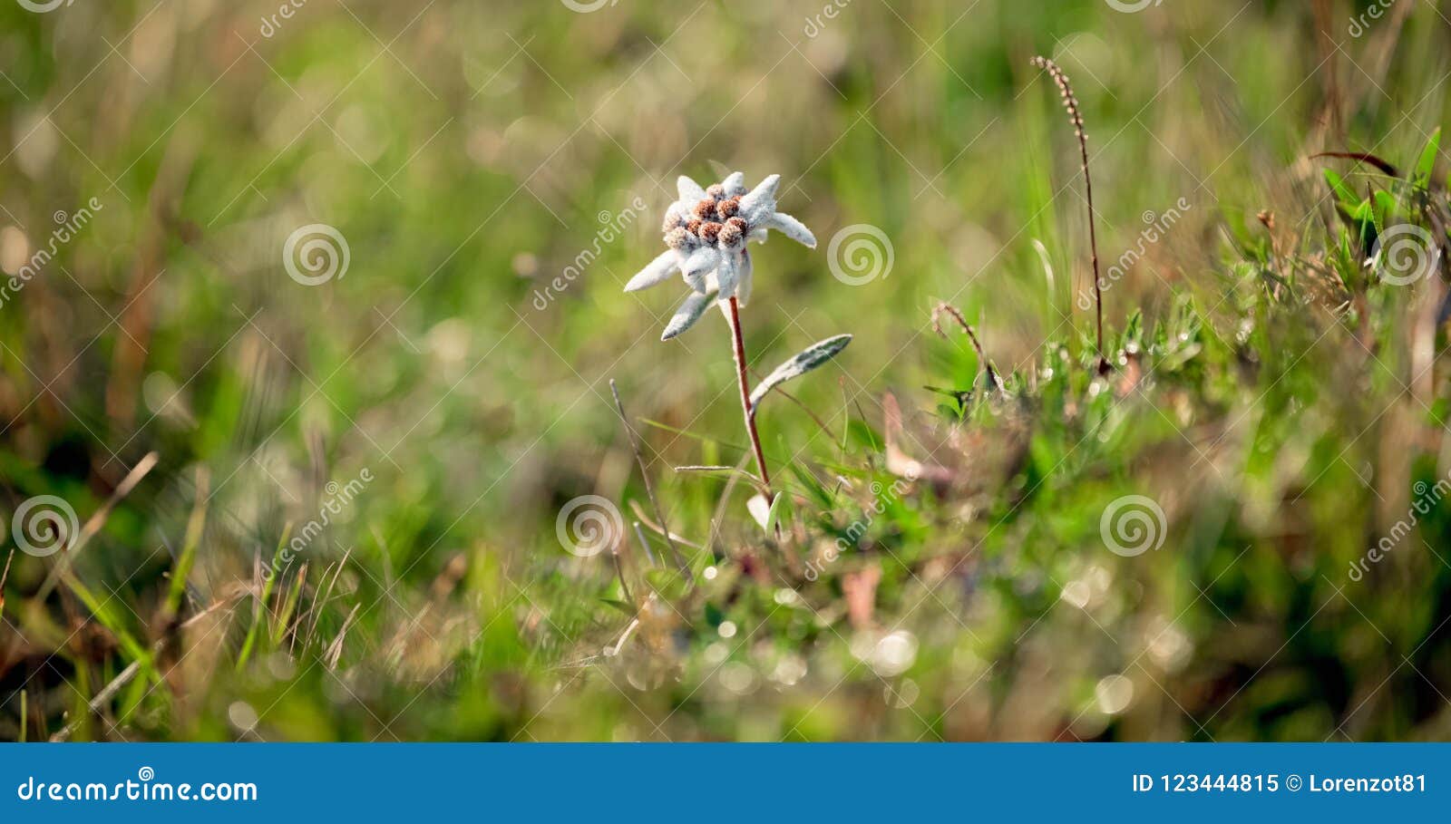 exemplar of alpine edelweiss on its environment