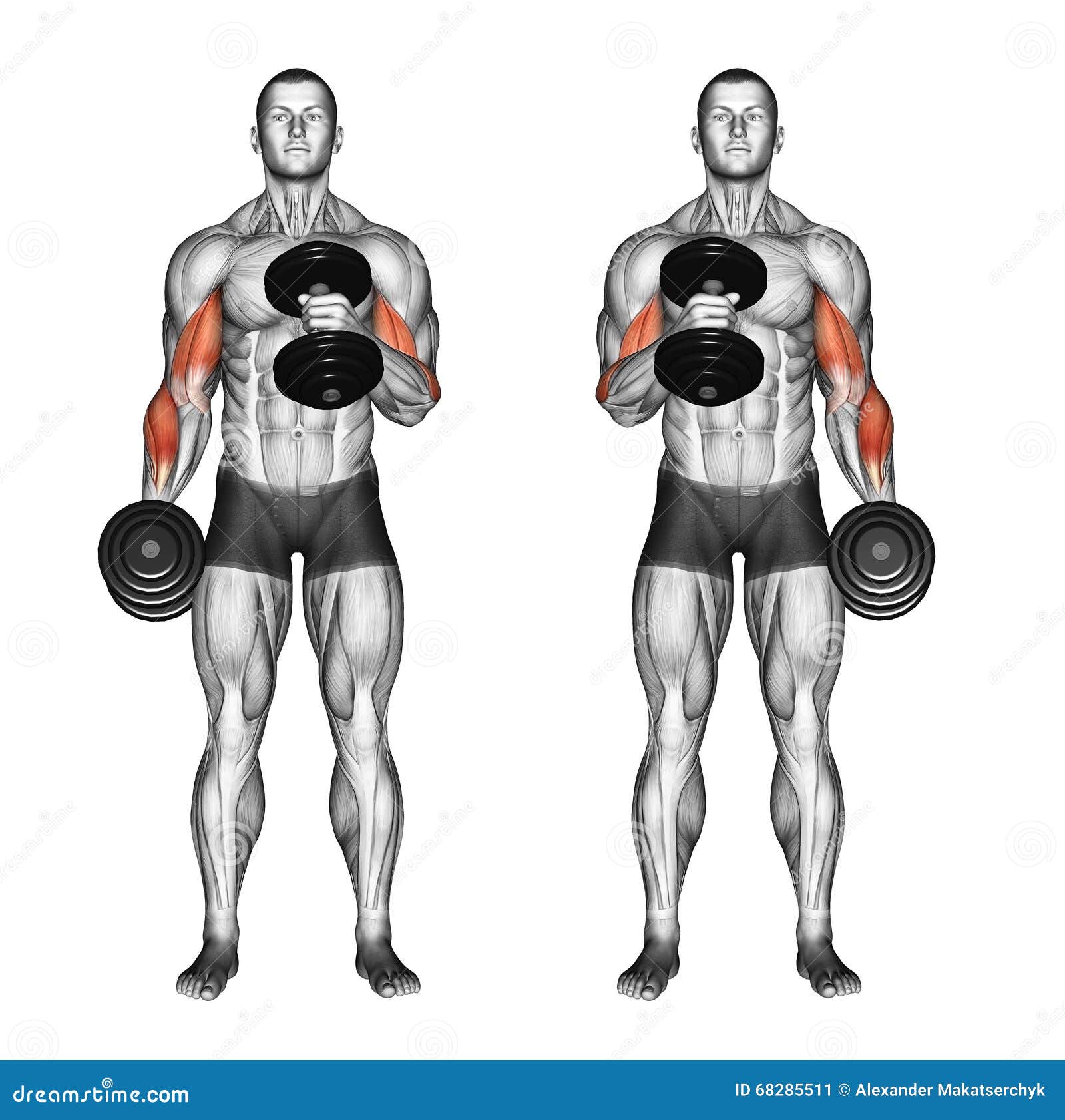 Streng ustabil snatch Exercising. Cross Body Hammer Curls Illustration 68285511 - Megapixl