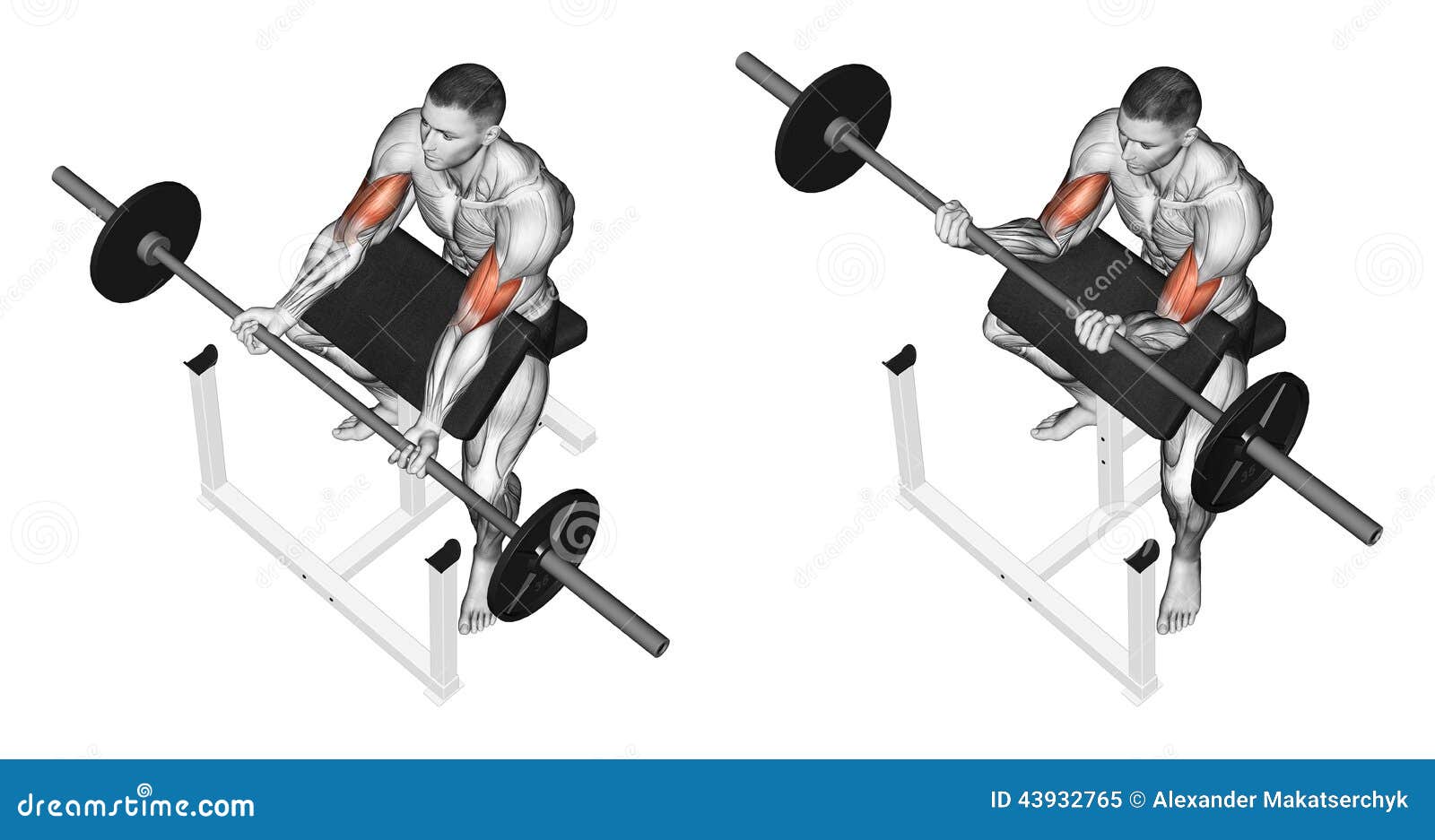 Exercising Curls On The Bench Stock Illustration Illustration