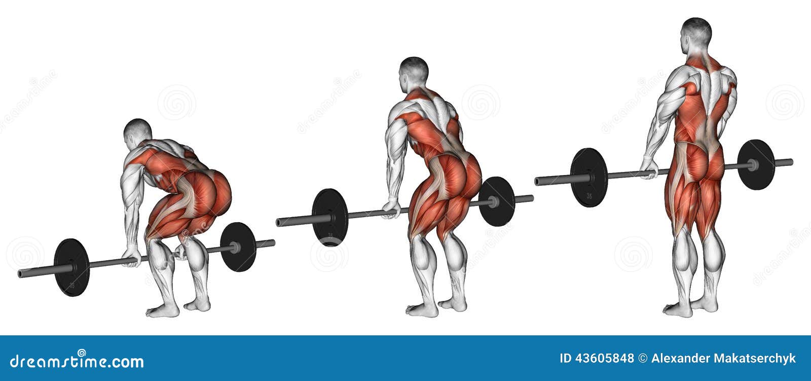 Deadlifts with a barbell. Exercising for bodybuilding. Target muscles 