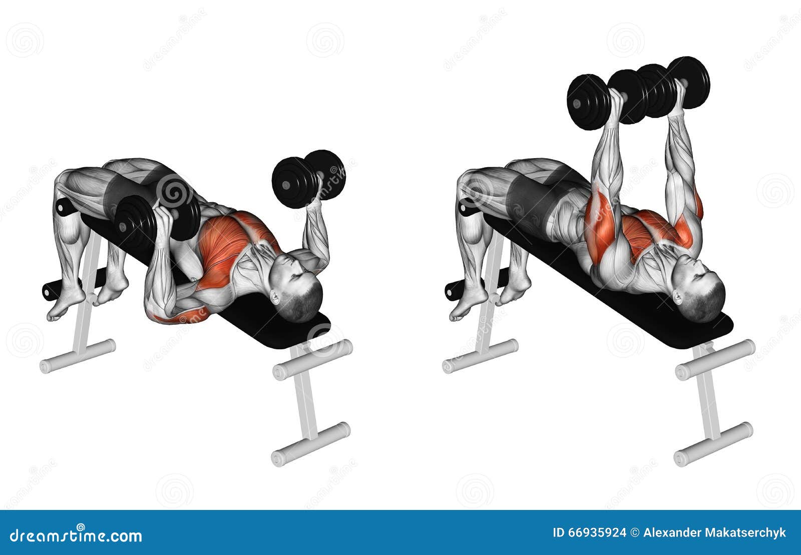 Exercising Decline Dumbbell Bench Press Stock Illustration Illustration Of Triceps