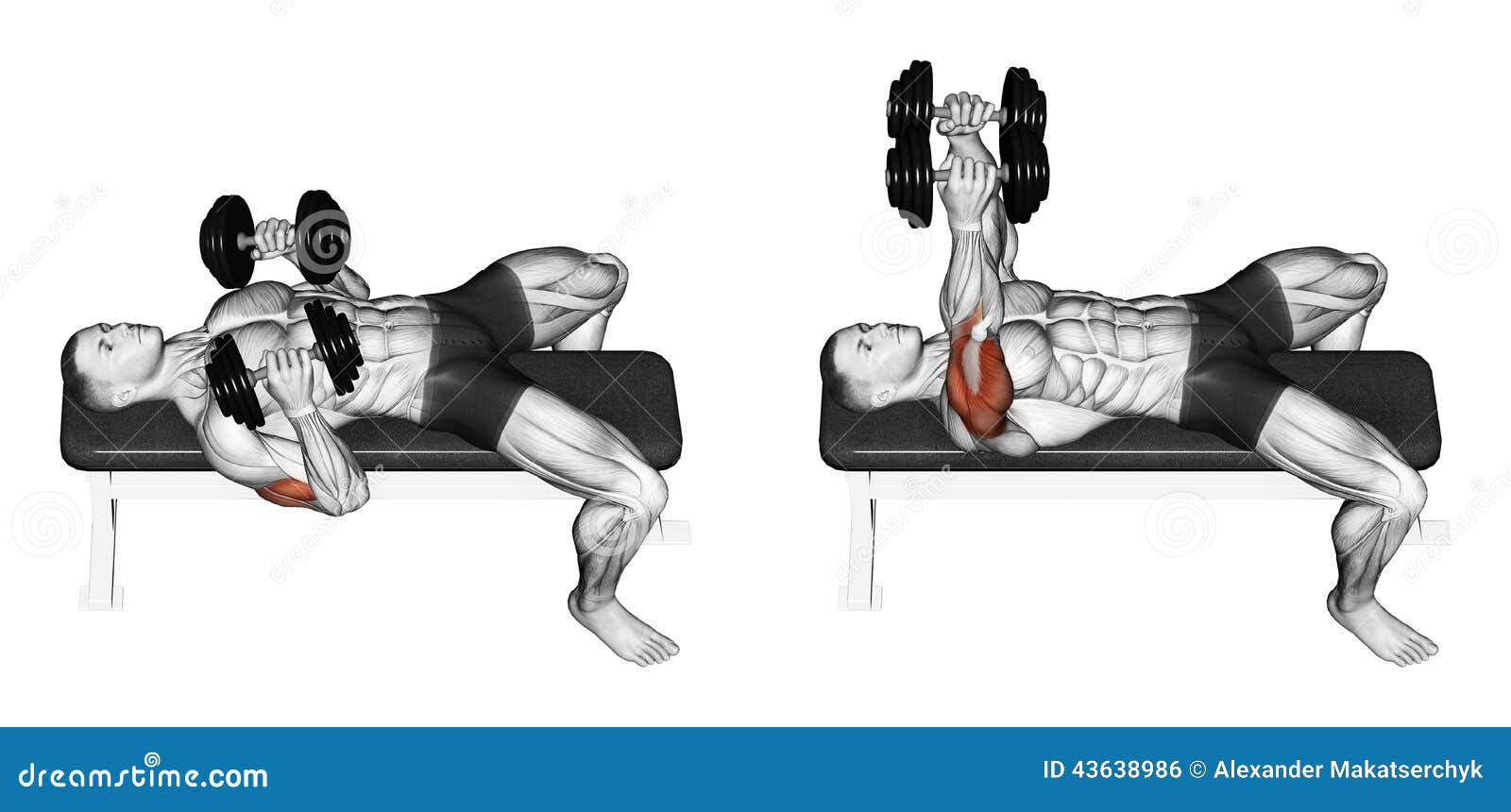 How do I do a dumbbell chest press