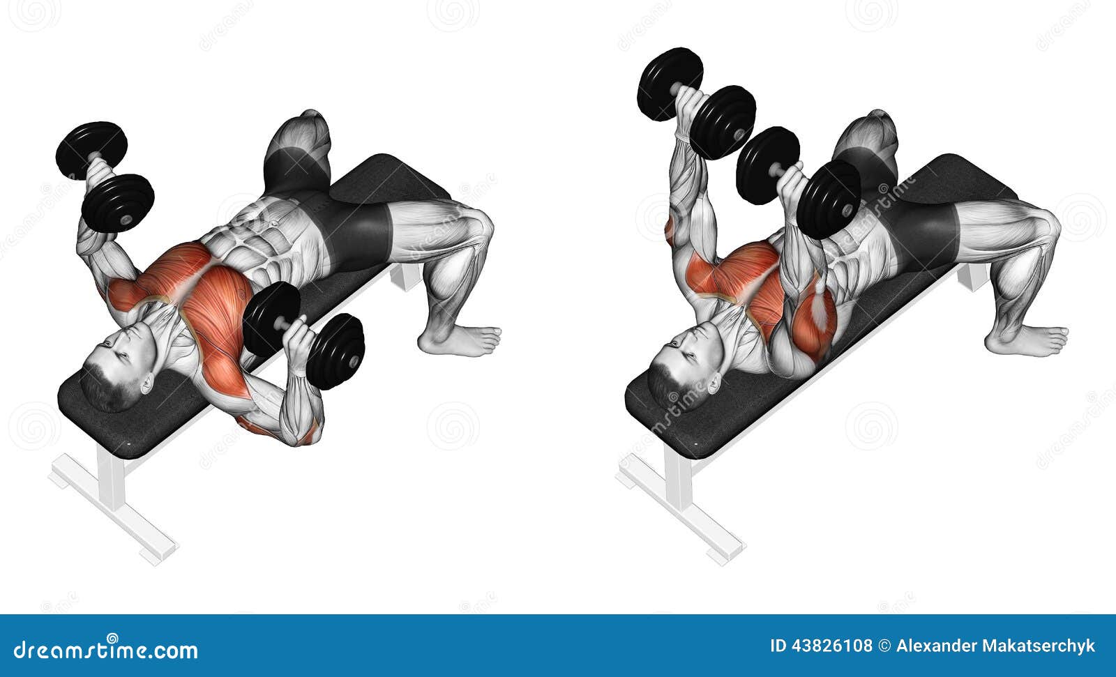 Exercising Dumbbell Bench Press Lying Second Emb Stock Illustration Illustration Of Initial