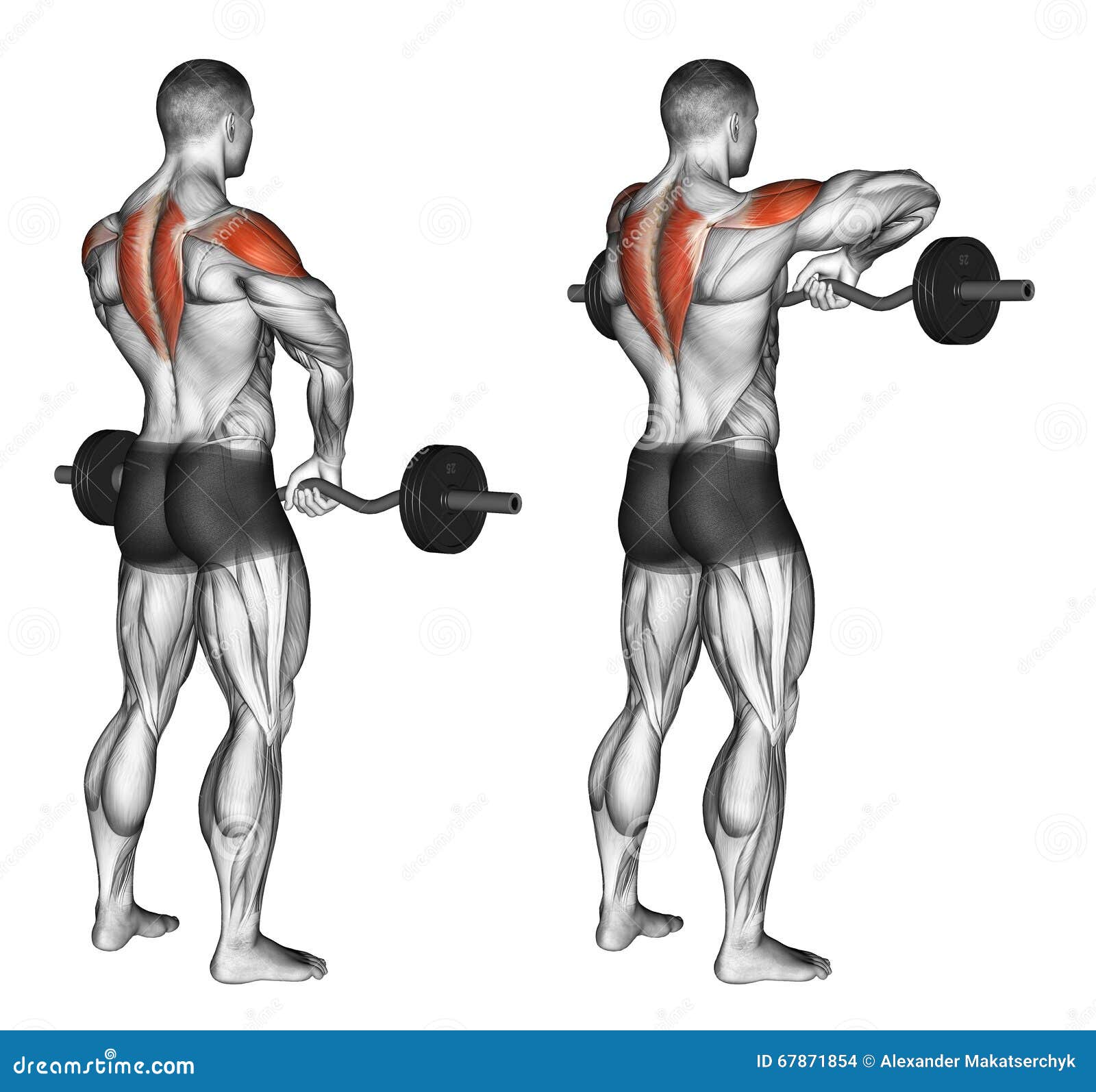 76 Best What muscles does cable upright row work for Workout Everyday