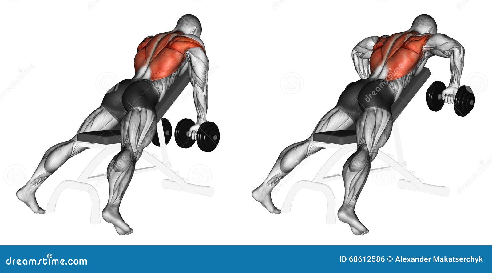 Exercising Incline Bench Two Arm Dumbbell Row Stock Illustration Illustration Of Isometric