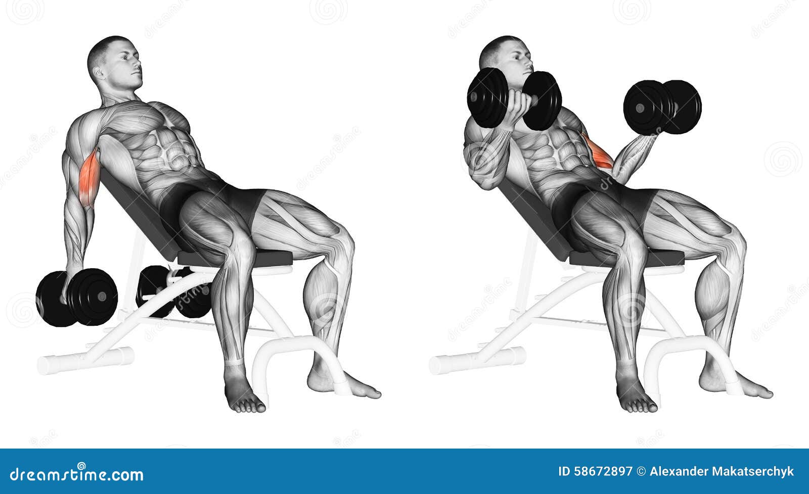 Exercising Lifting Dumbbells For Biceps Muscles On An Incline