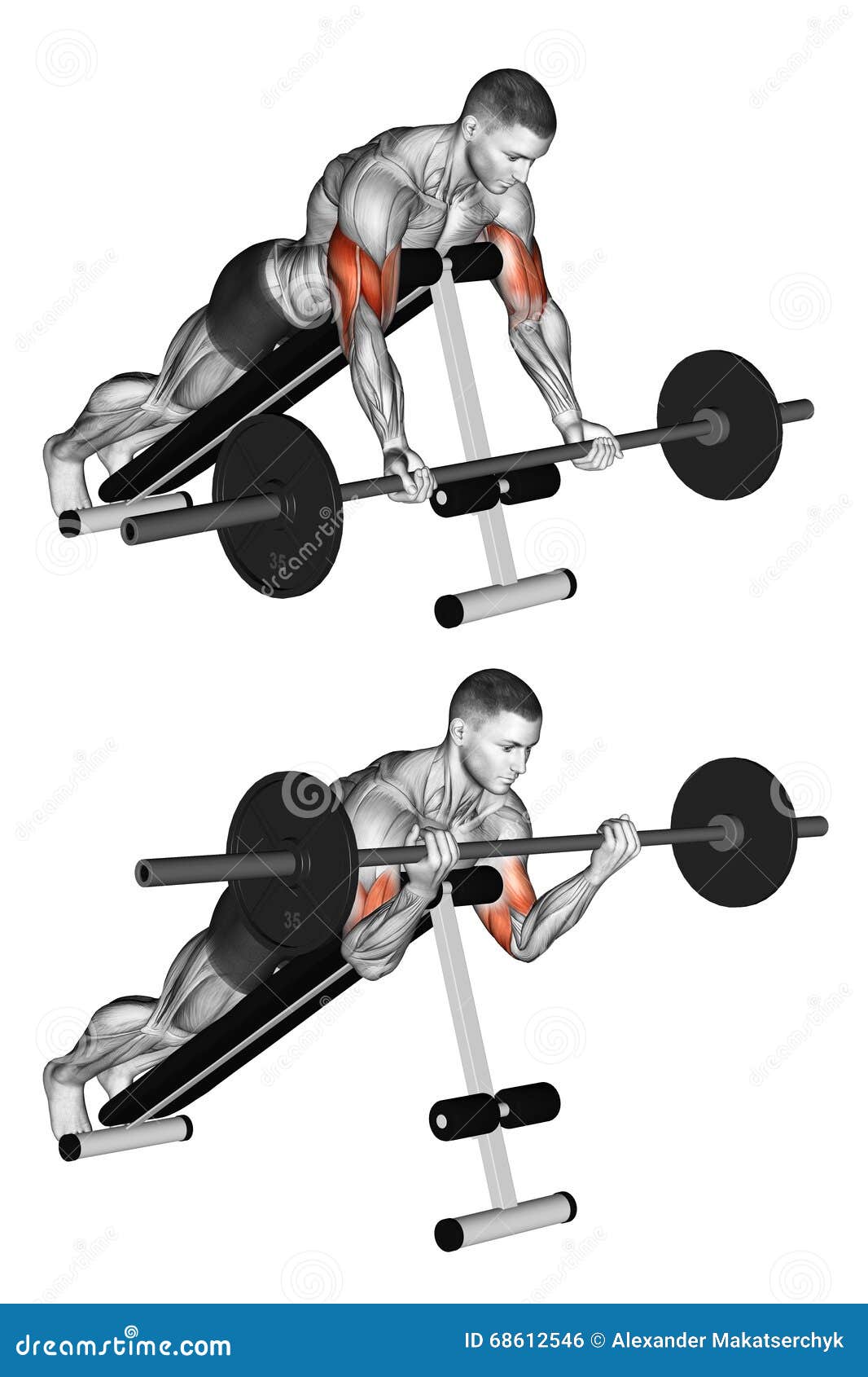 Exercising. Lying Incline Curl Stock Illustration - Illustration of little,  performing: 68612546