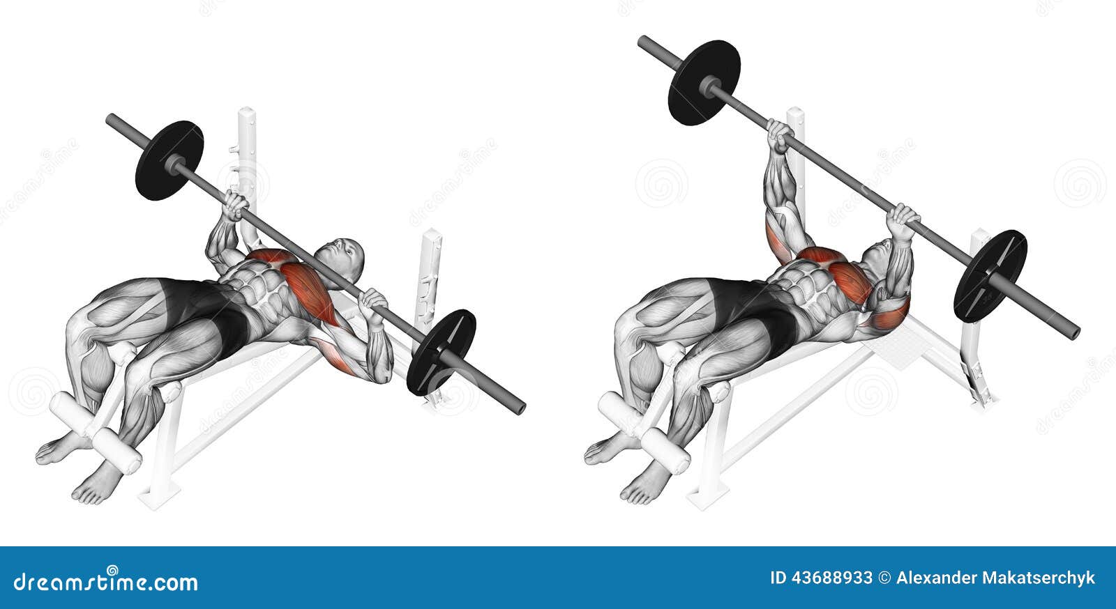 Exercising. Press Of A Bar, Lying On A Bench With Stock Illustration