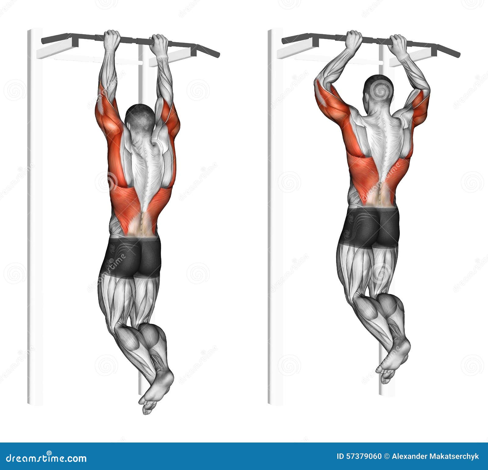 brachialis exercises