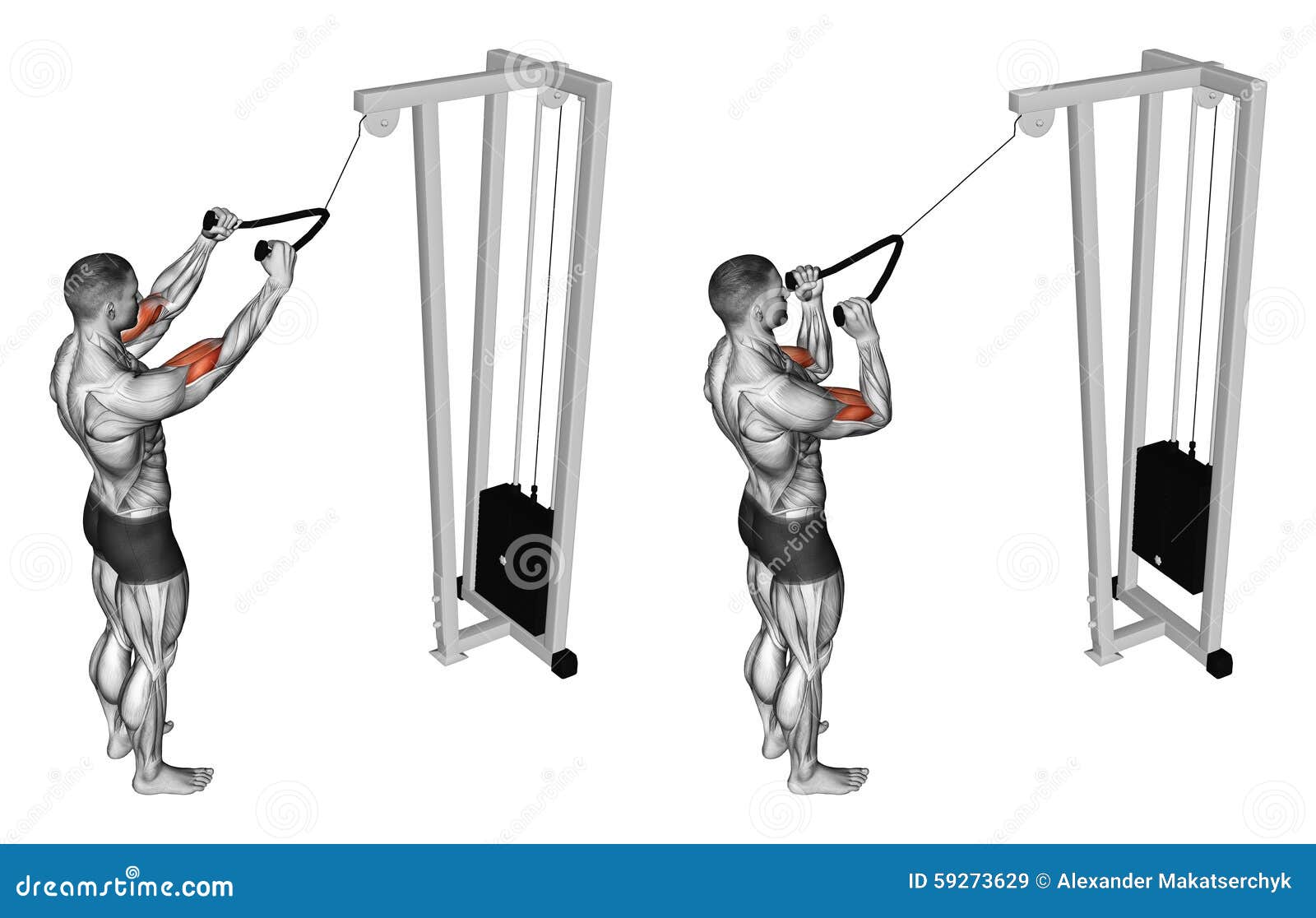 Exercising. Pulldown Exercise the Muscles of the Biceps Stock
