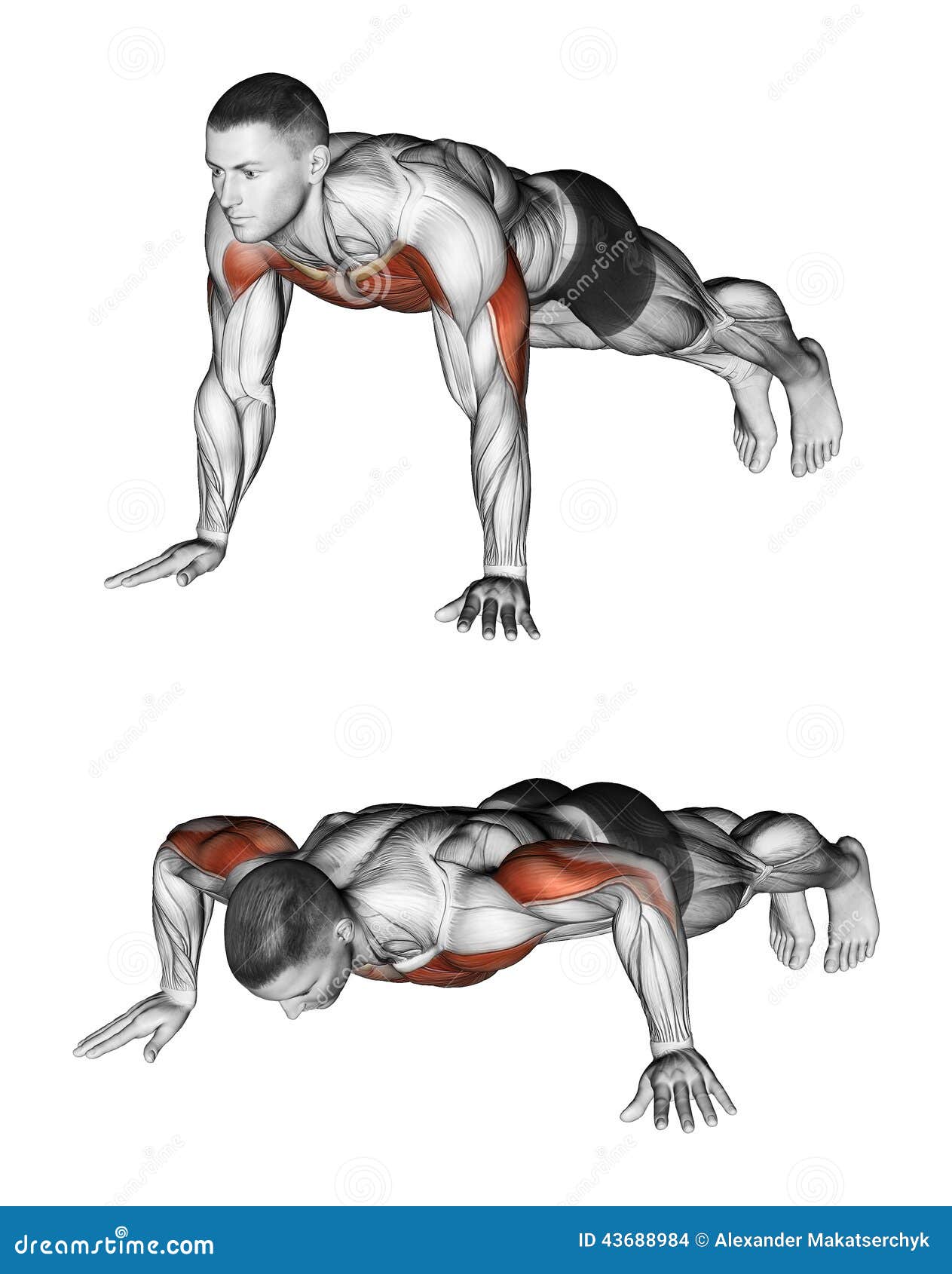 Pushups. Exercising for bodybuilding. Target muscles are marked in red 