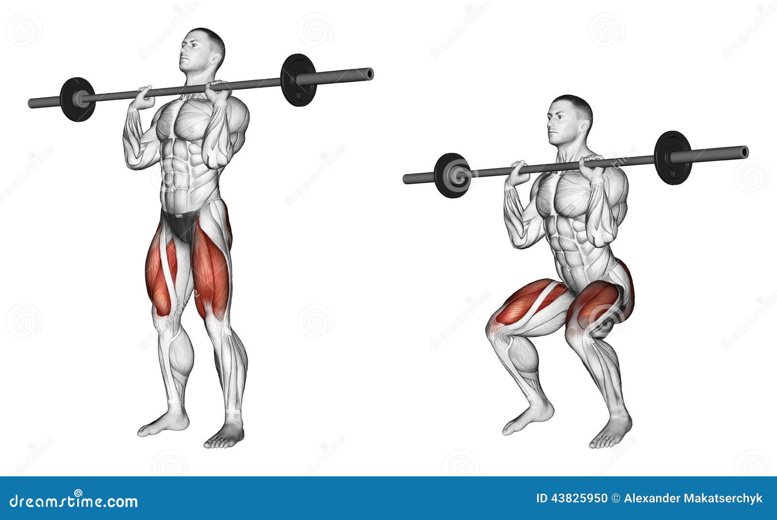 Bodybuilding Chest Exercises For Men