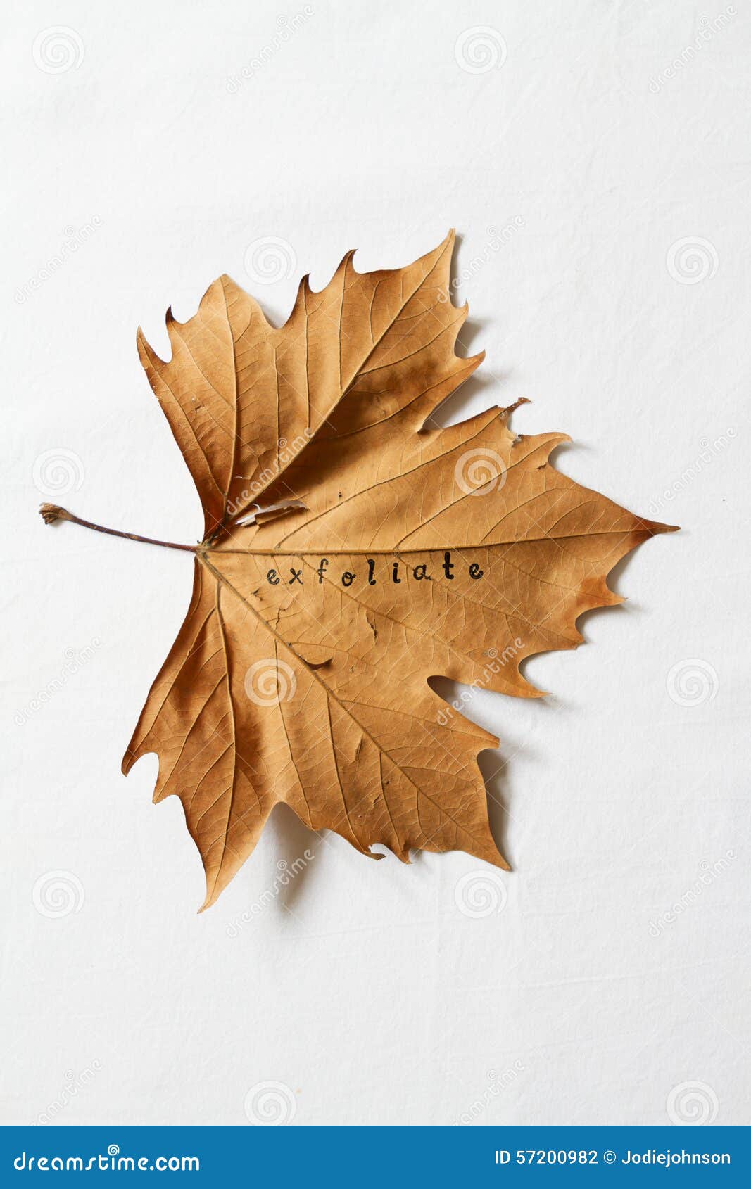 exfoliate word printed on dead autumn leaf