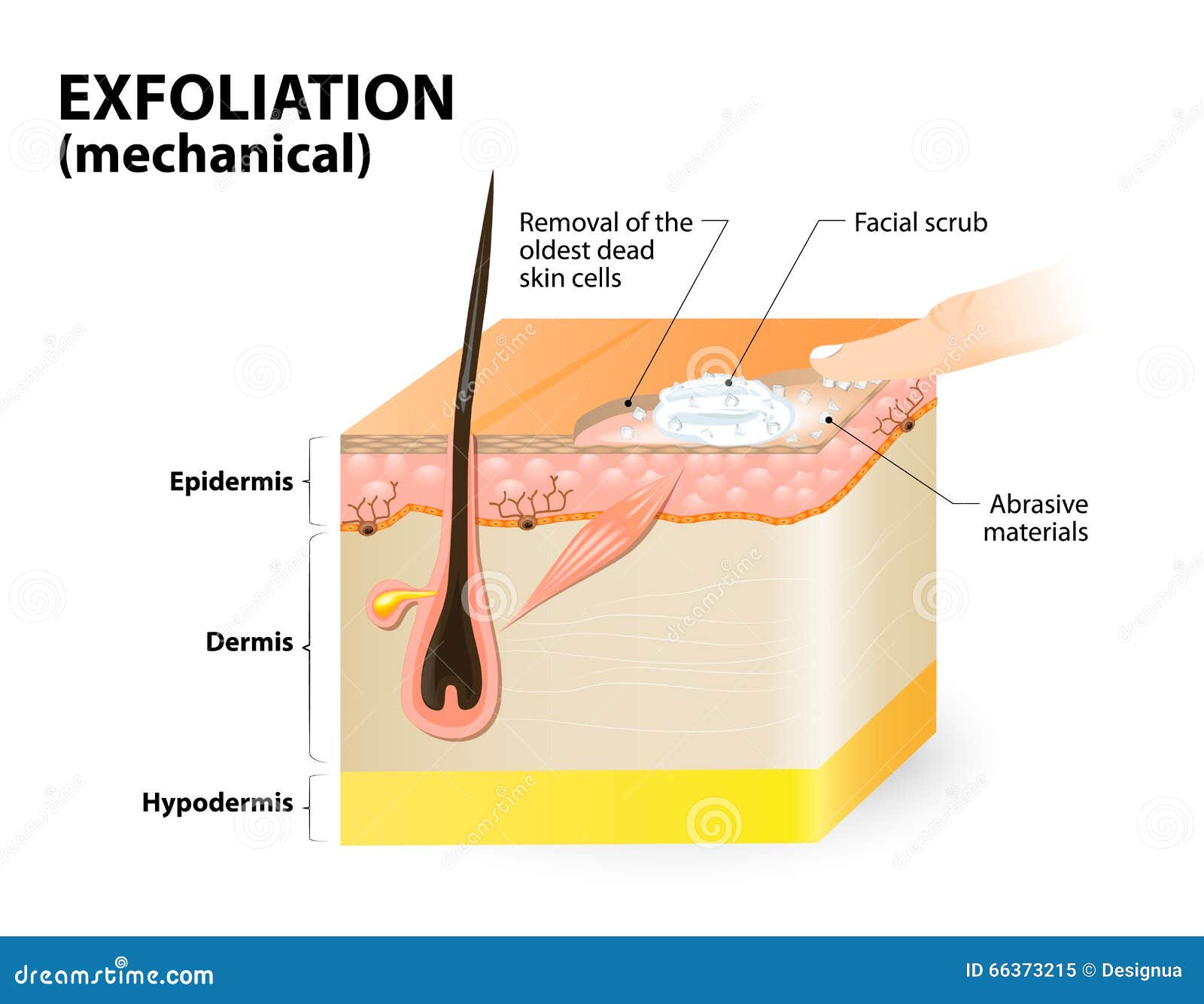 exfoliation. cosmetology