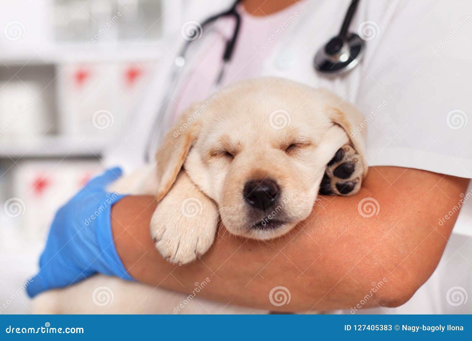 exhausted labrador puppy dog sleeping in the arms of veterinary