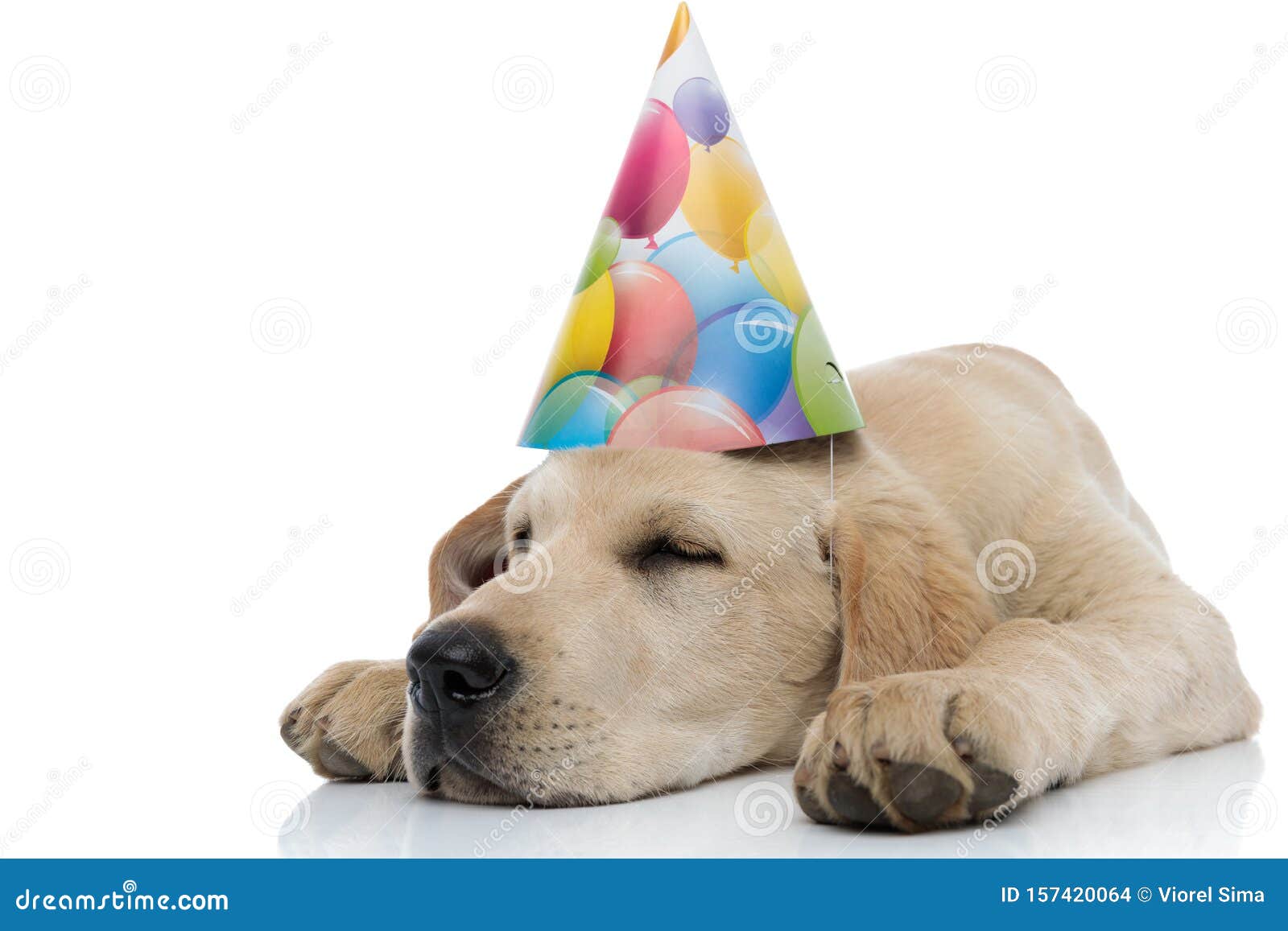 Exhausted Party Puppy is Sleeping Stock Photo Image of purebred