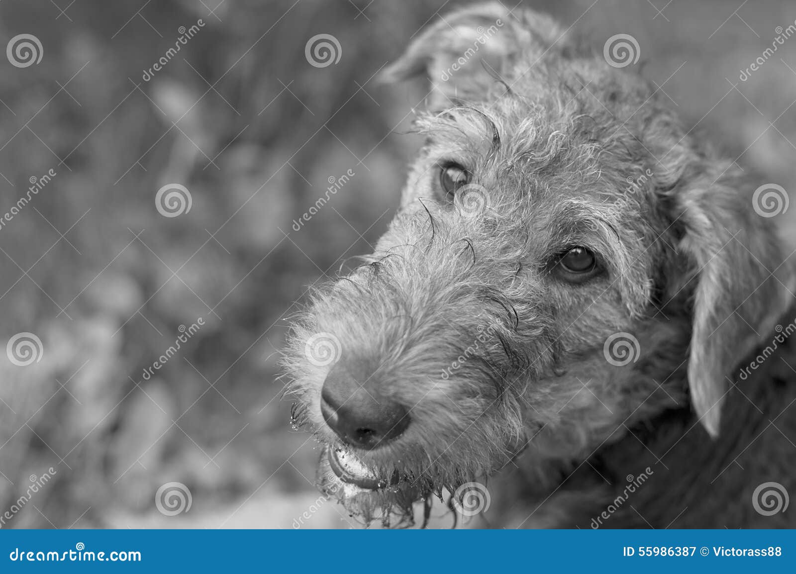 Exhausted Puppy stock image. Image of beautiful, purebred 55986387