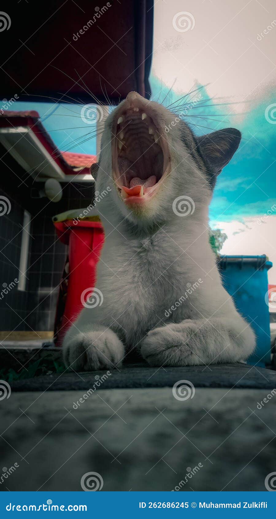 Exhibit Strong Canines on the Cat Stock Image Image of betel