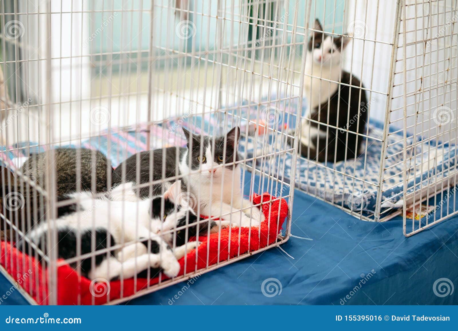 caging a cat at night